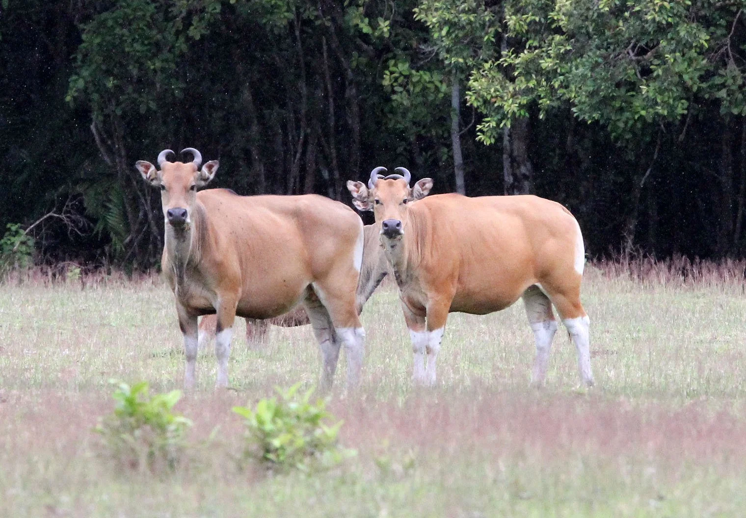 BANTENG - JAVA BANTENG - Bos javanicus javanicus - UJUNG KULON NATIONAL PARK JAVA BARAT INDONESIA (12).JPG