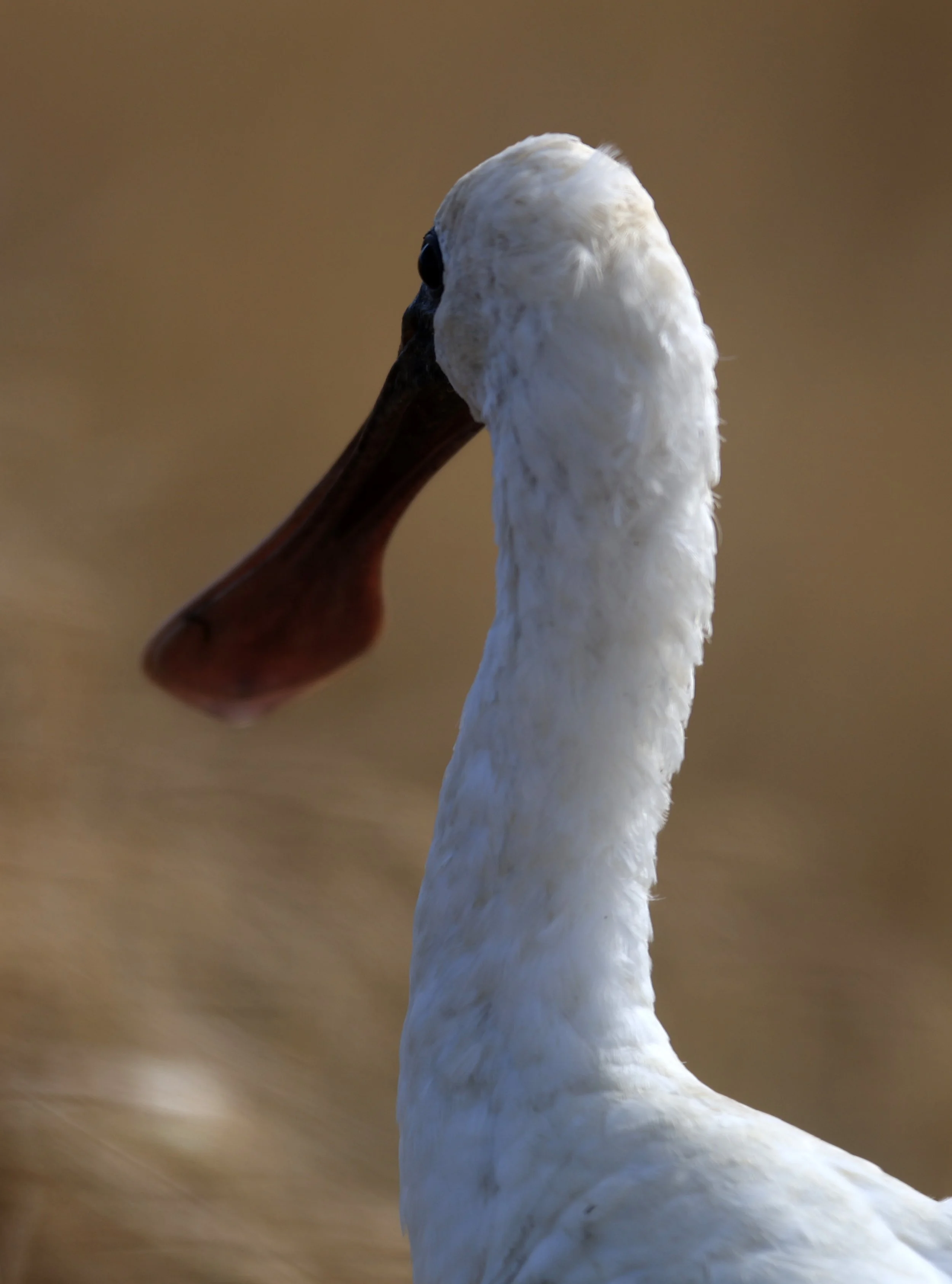 Black-faced Spoonbill (Platalea minor) Izumi Crane Center and Fields Izumi Kagoshima Japan (43).jpg