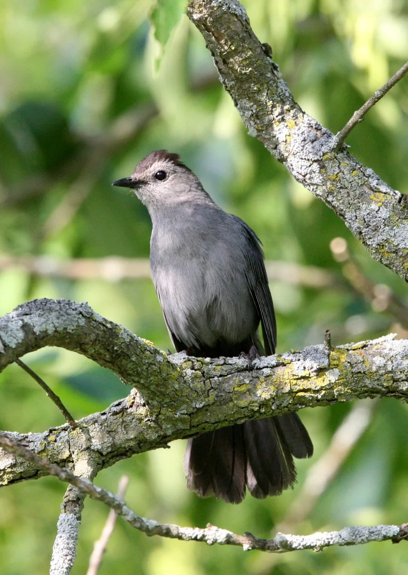 BIRD - GRAY CATBIRD - MCKEE MARSH ILLINOIS (5).JPG