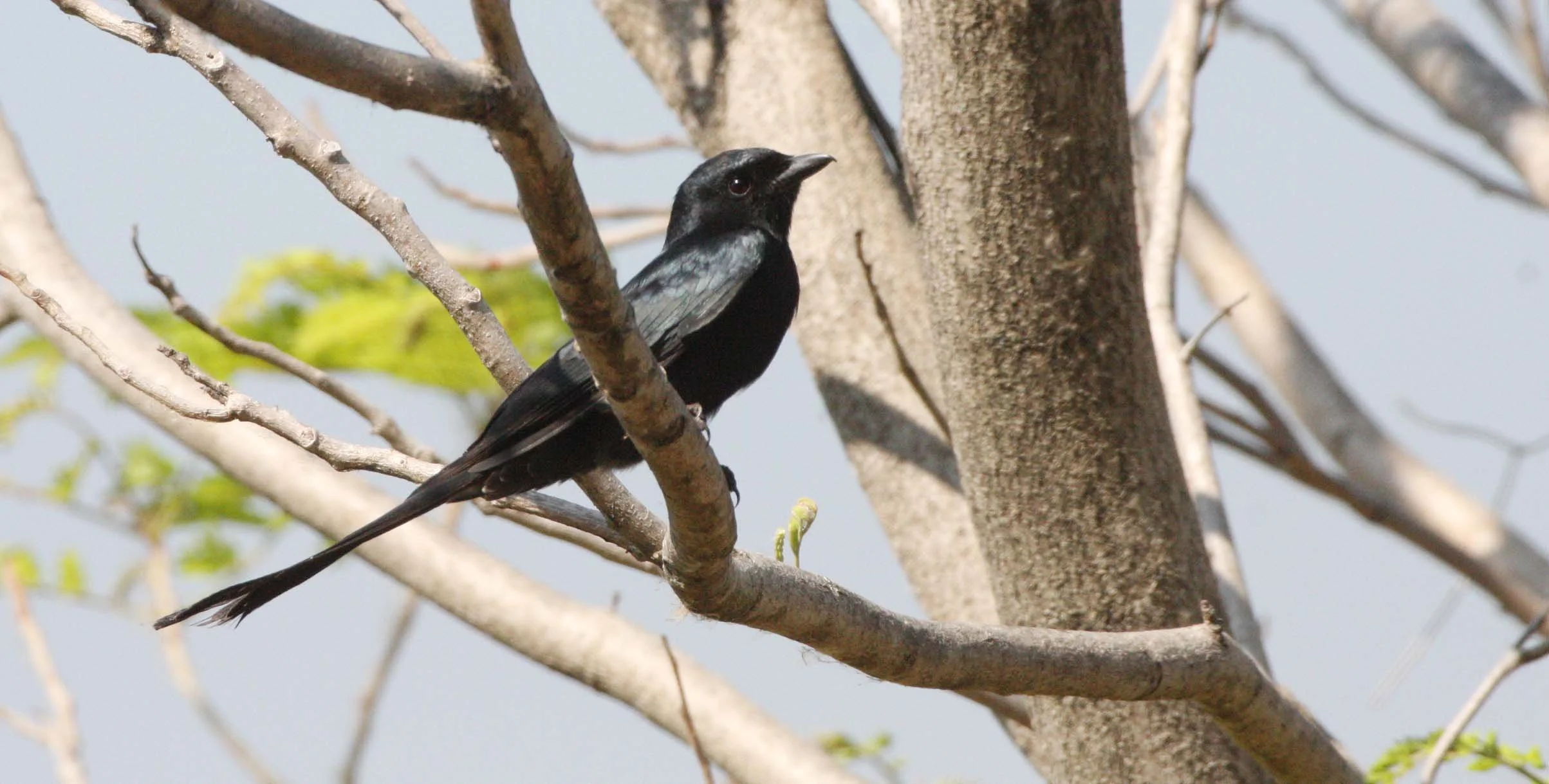 DRONGO - BLACK DRONGO - Dicrurus macrocercus - KHAO SAM ROI YOT THAILAND (6).JPG