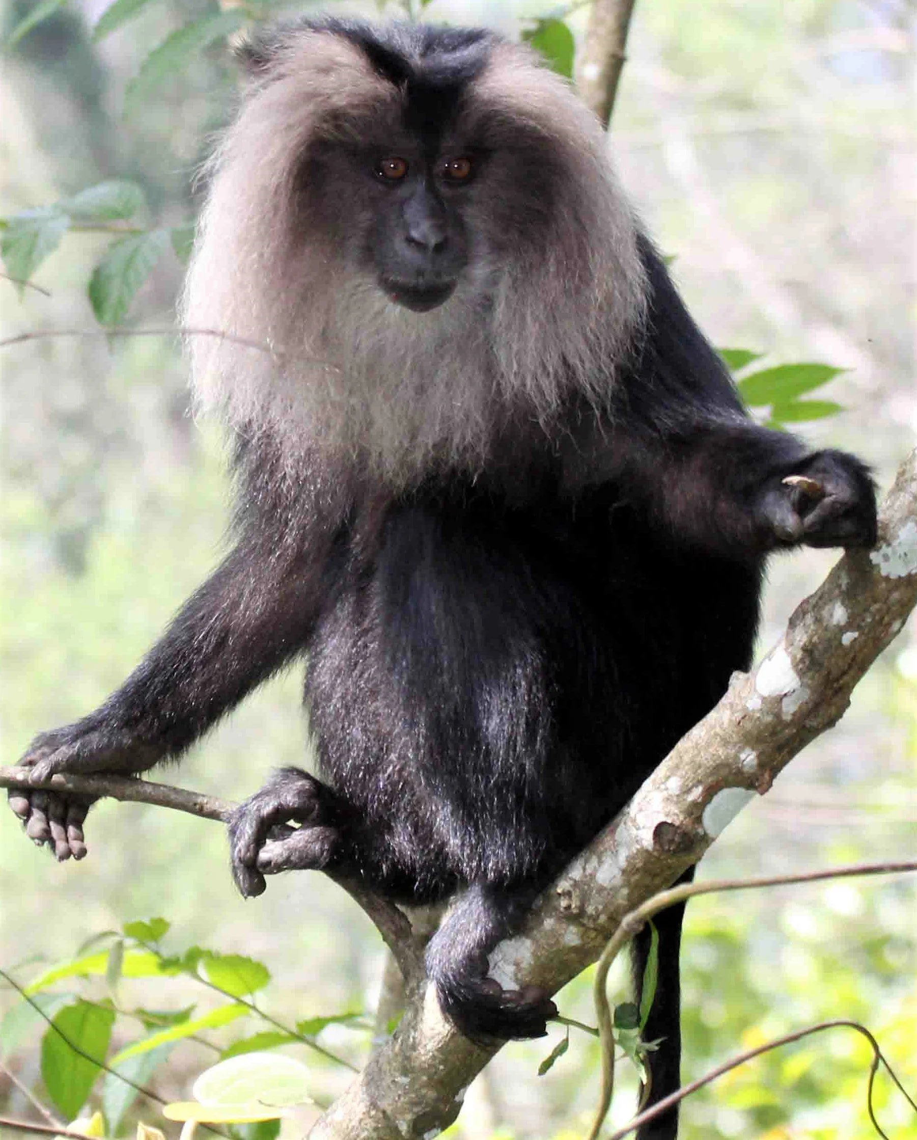 CERCOPITHECIDAE - Macaca silenus -LION-TAILED MACAQUE - VALPARAI PARK TAMIL NADU aa11.jpg