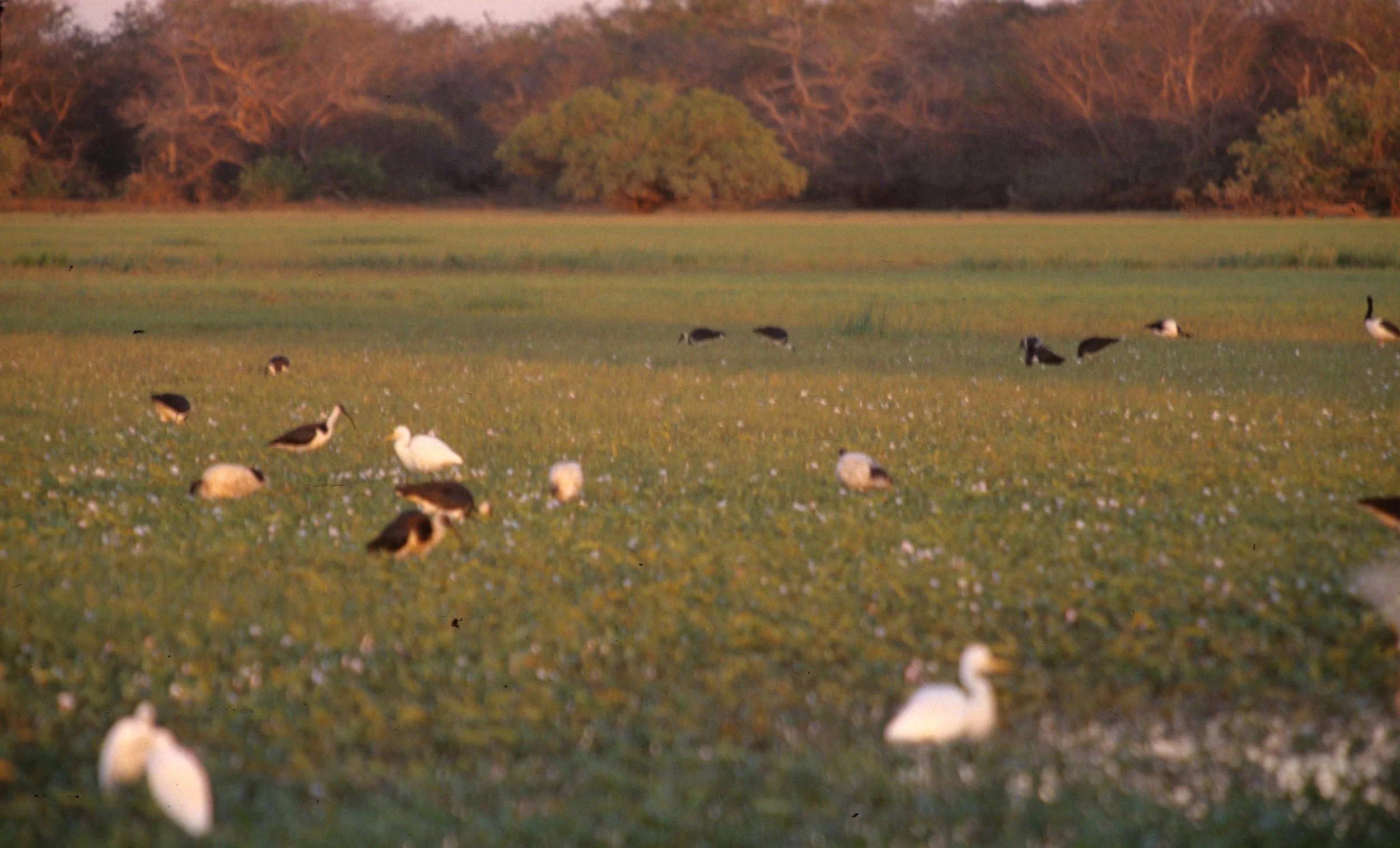 BIRD - IBIS - STRAWNECKED IBIS - KAKADU NP A.jpg