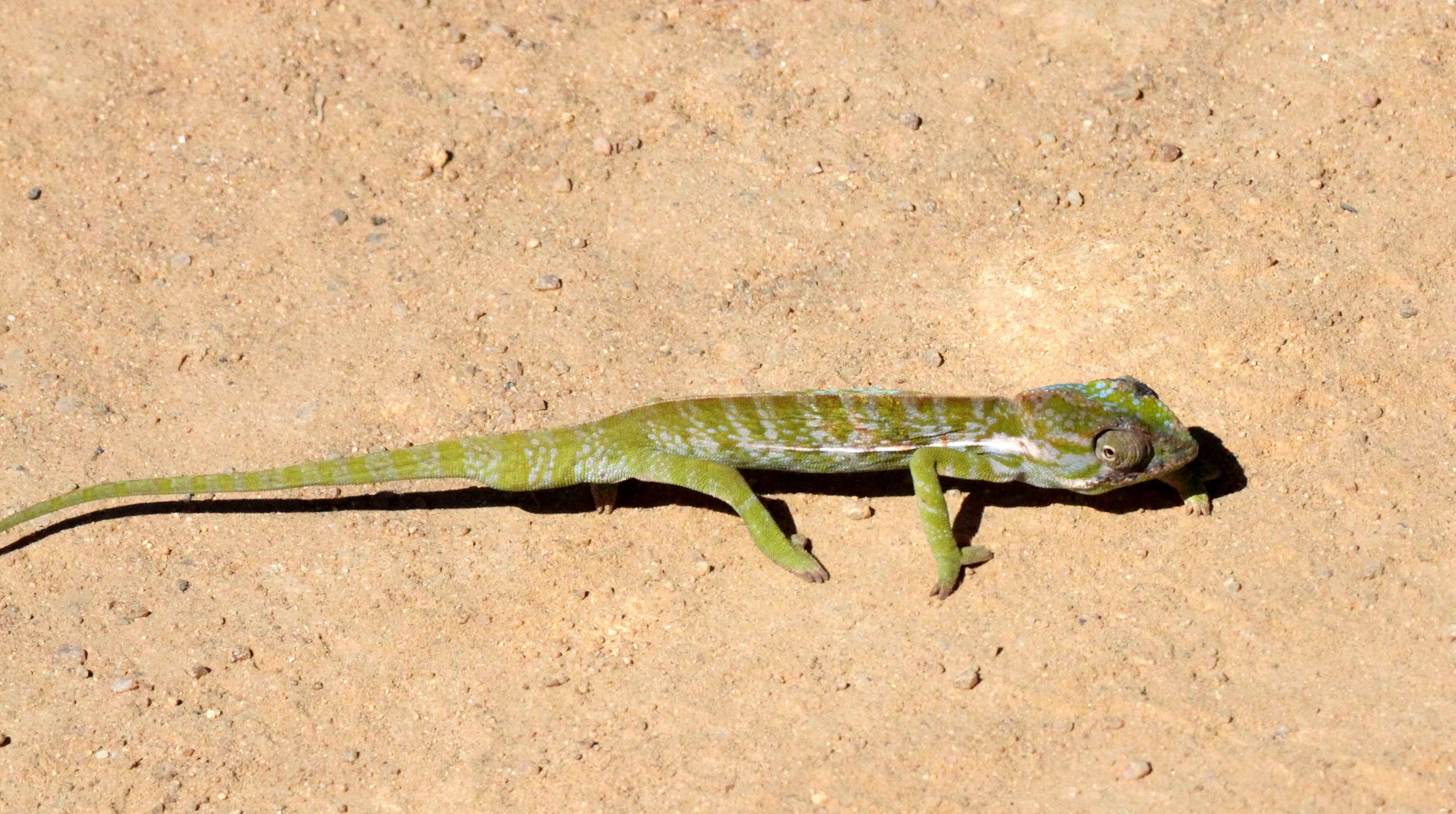 Carpet Chameleon (Furcifer lateralis) Madagascar