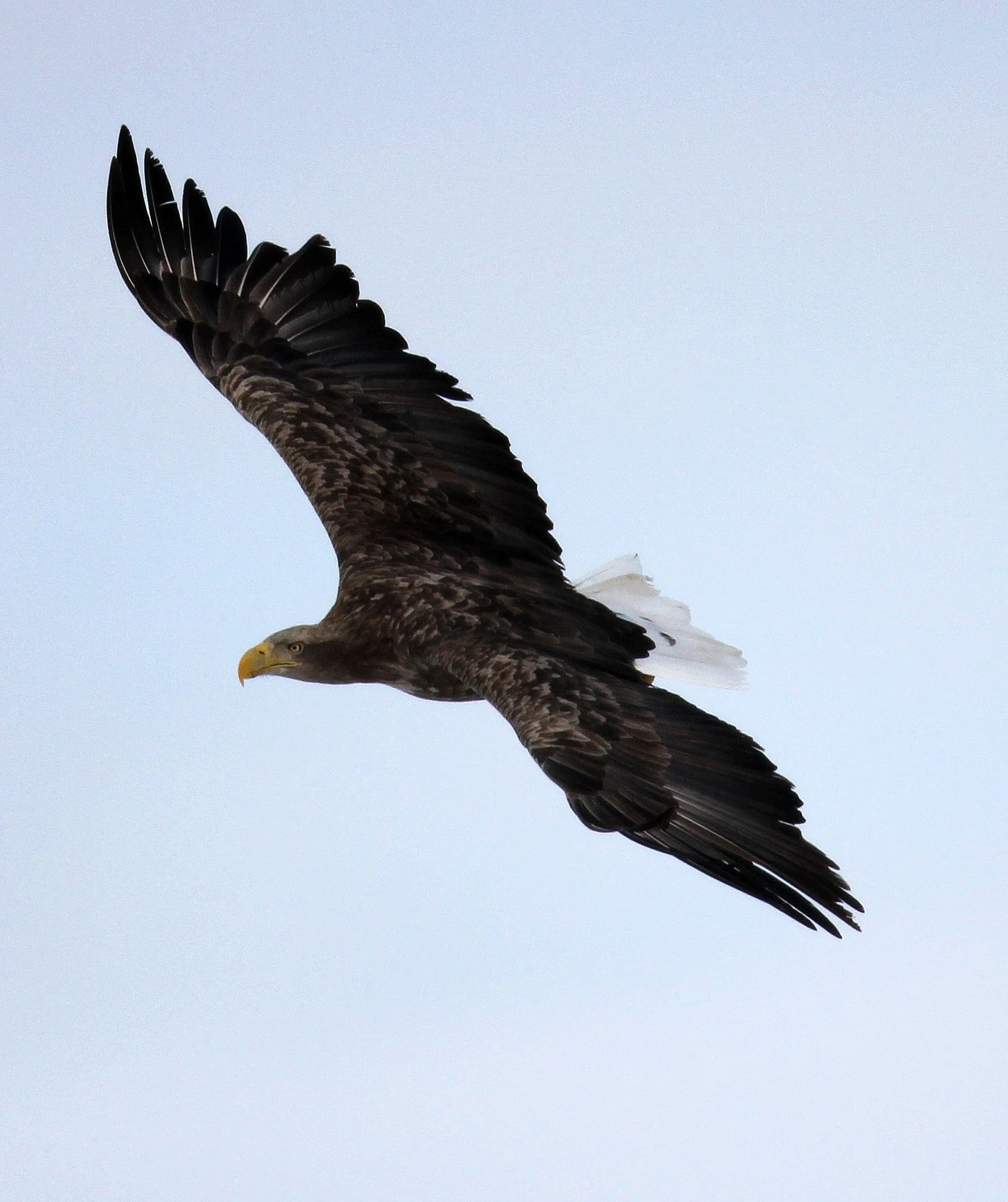 Haliaeetus albicilla - WHITE-TAILED EAGLE - AKAN INTERNATIONAL CRANE CENTER - HOKKAIDO JAPAN (20).JPG