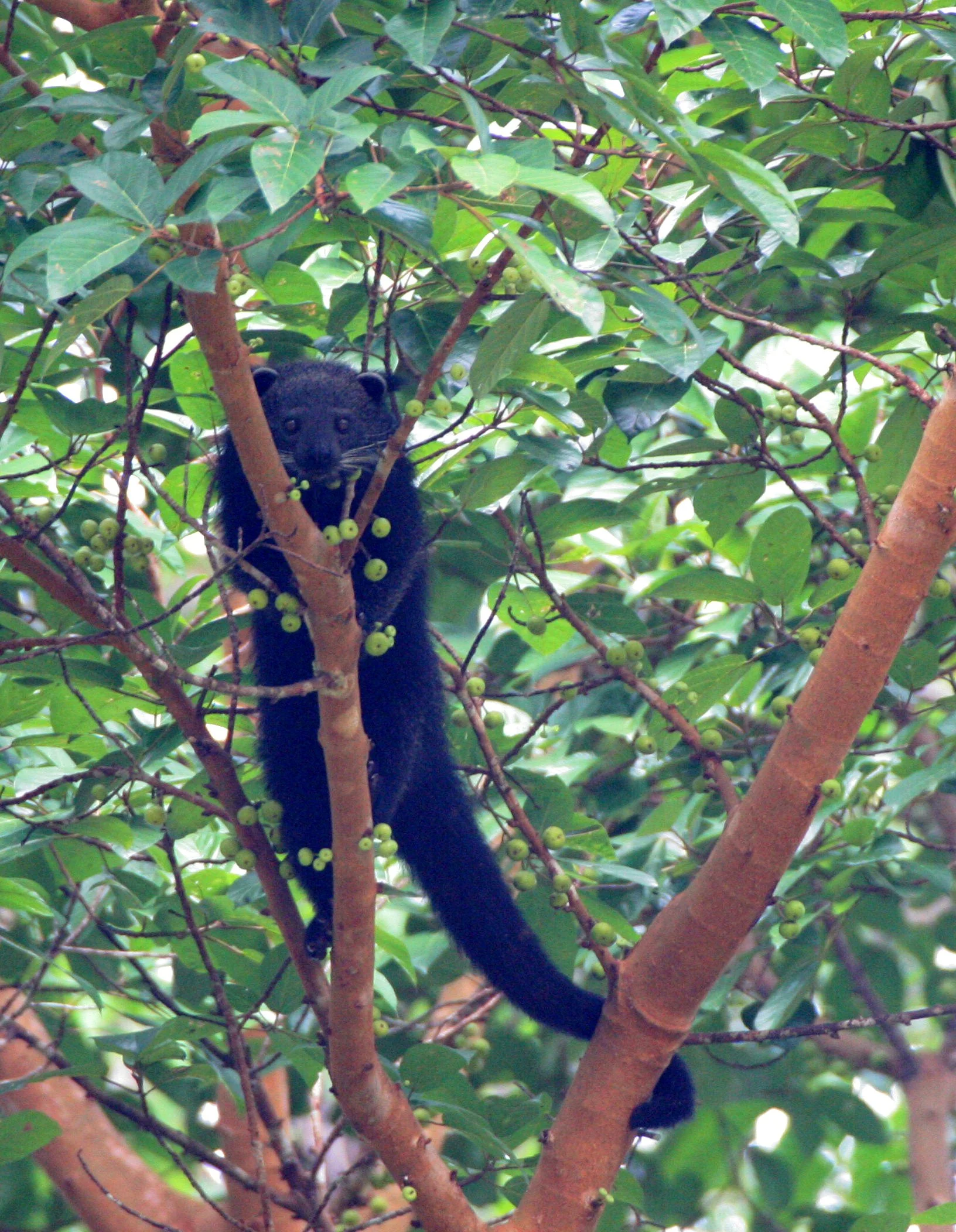 Arctictis binturong pageli -  BORNEAN BINTURONG (BEARCAT) - TABIN WILDLIFE RESERVE BORNEO (47).JPG