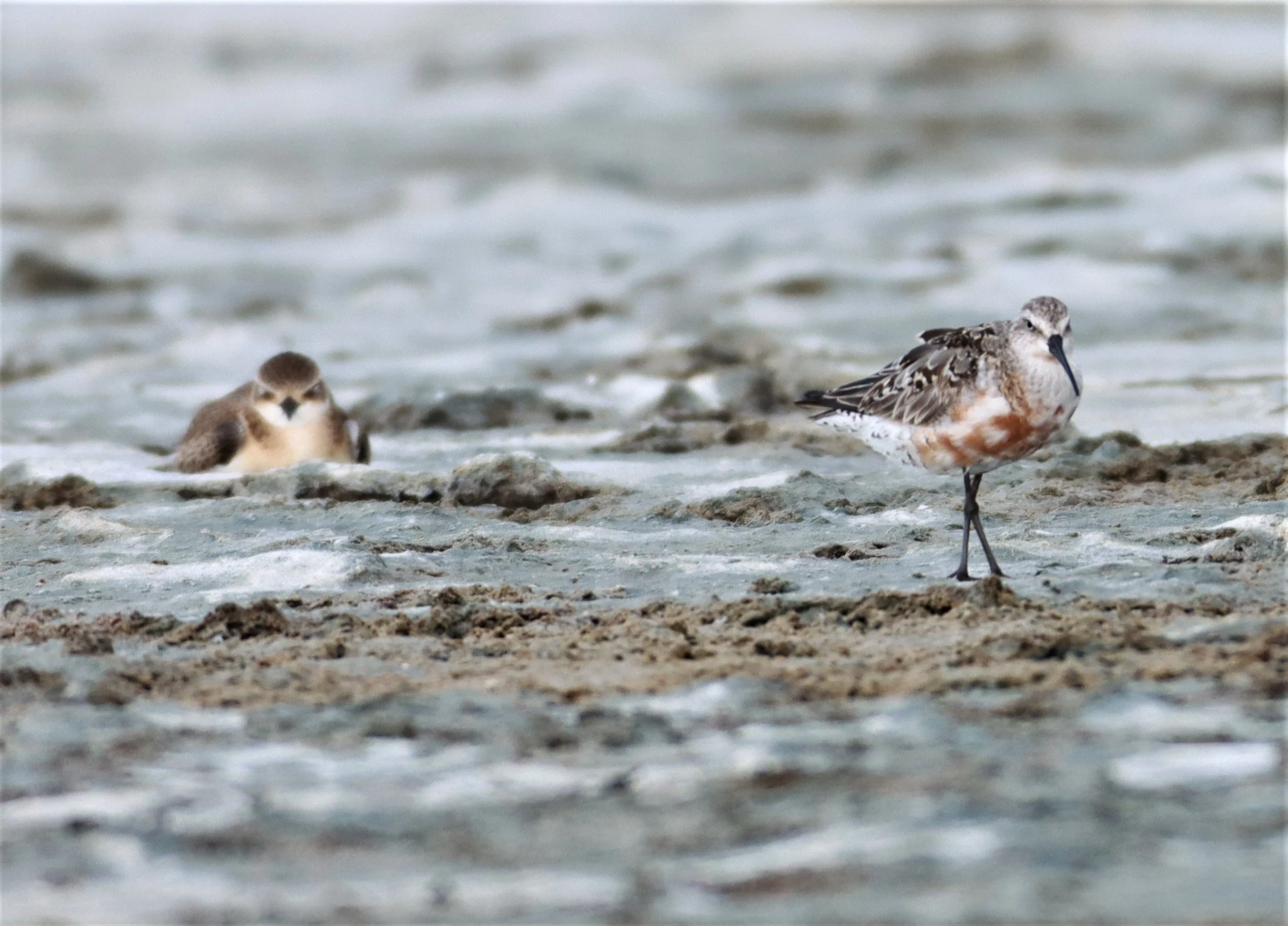 SANDPIPER - CURLEW SANDPIPER - Calidris ferruginea - WITH LESSER SAND PLOVER - Charadrius mongolus - Salt pans west of Bang Pakong River (2).jpg