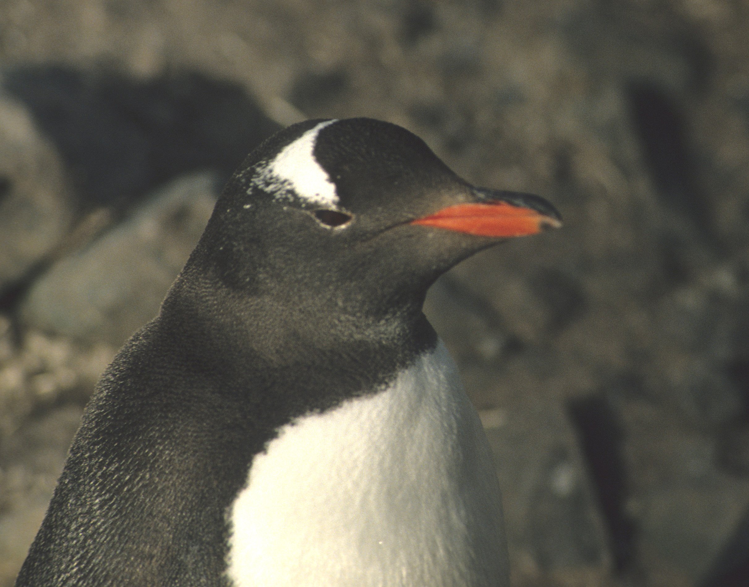 Gentoo Penguin (Pygoscelis papua) Antarctic Peninsula scanned slides 1996 (1).jpg