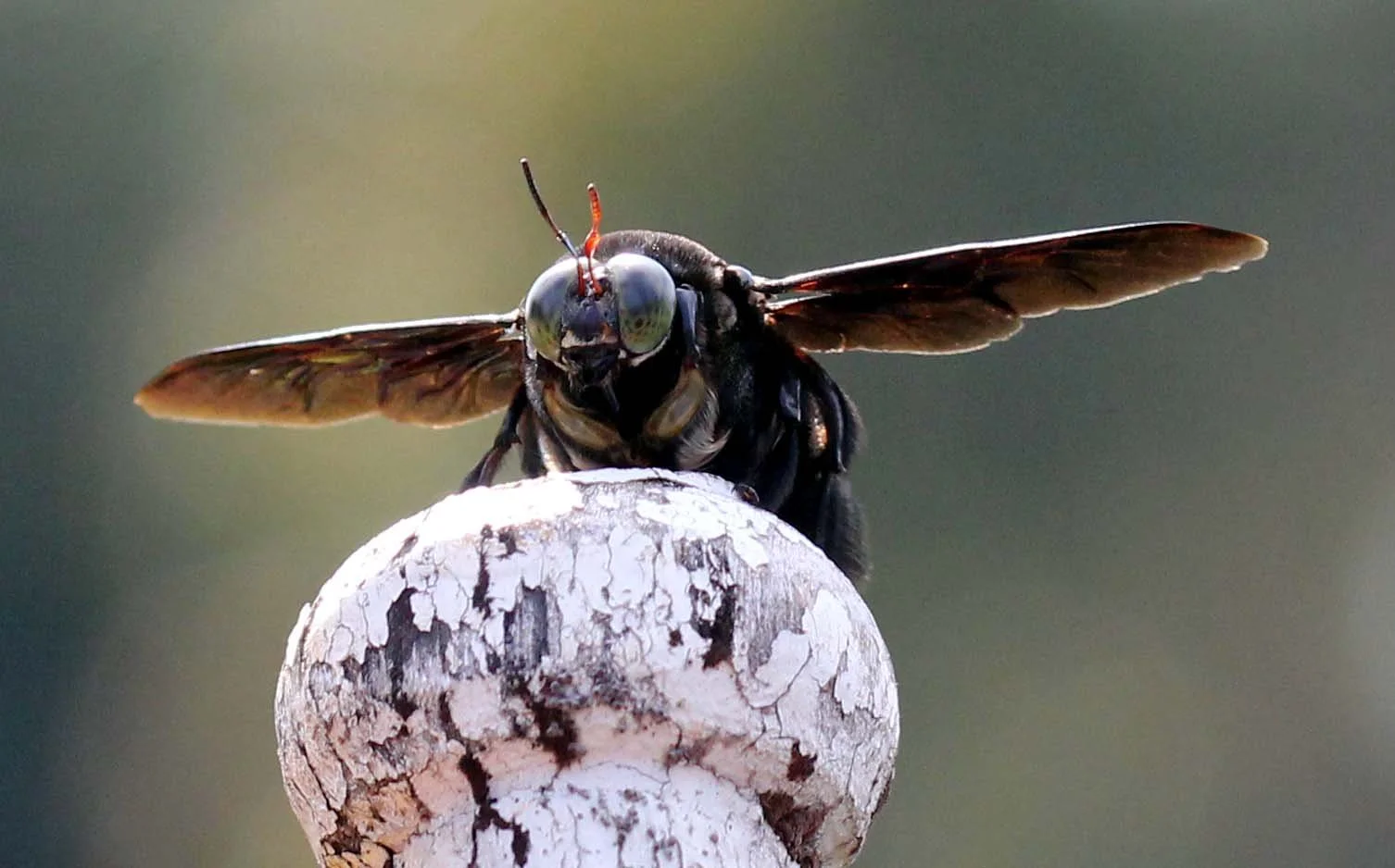 Order Hymenoptera - Bees, Wasps & Hornets