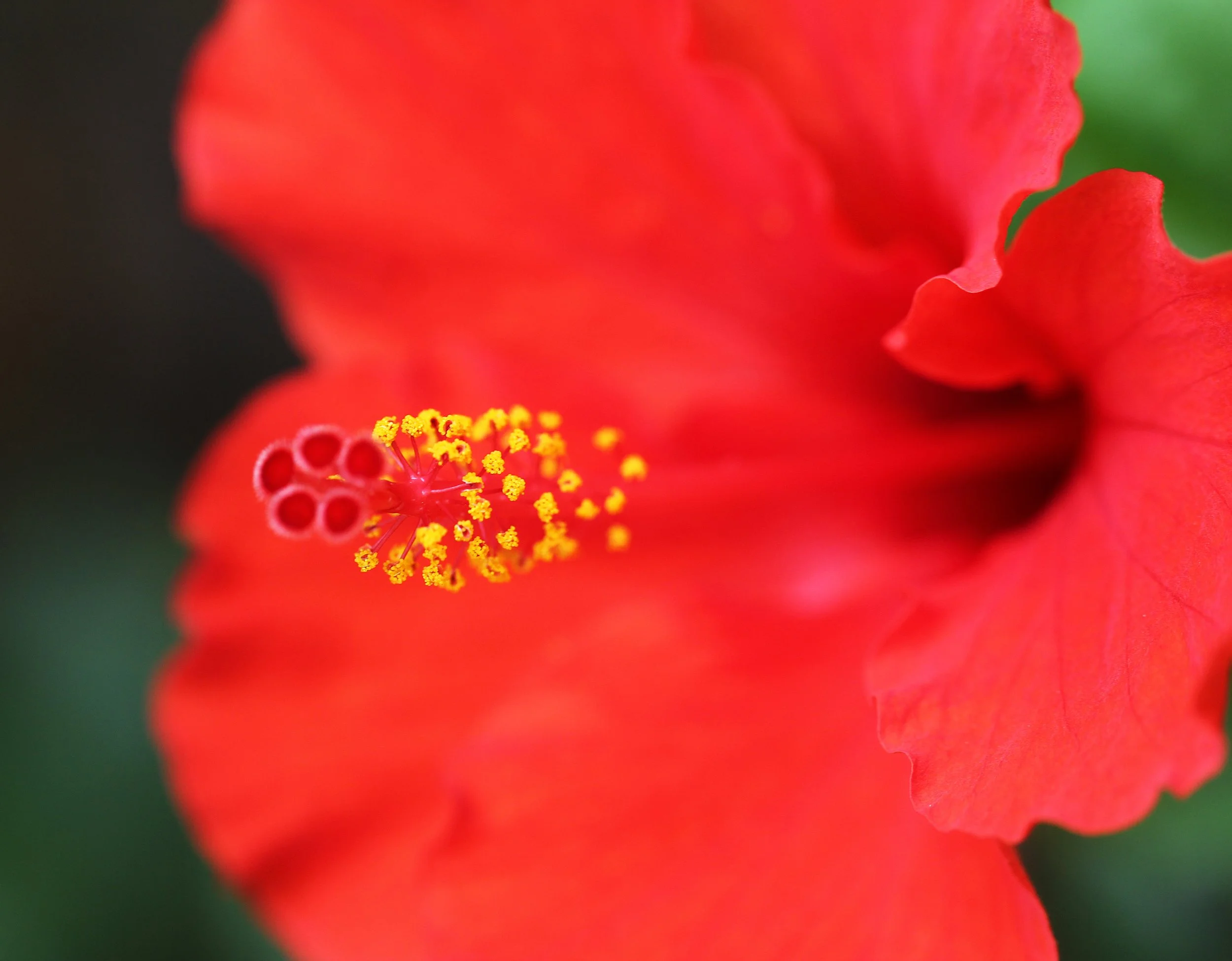 GARDEN - OUR GARDEN IN BANGKOK WINTER 2015 (166).JPG