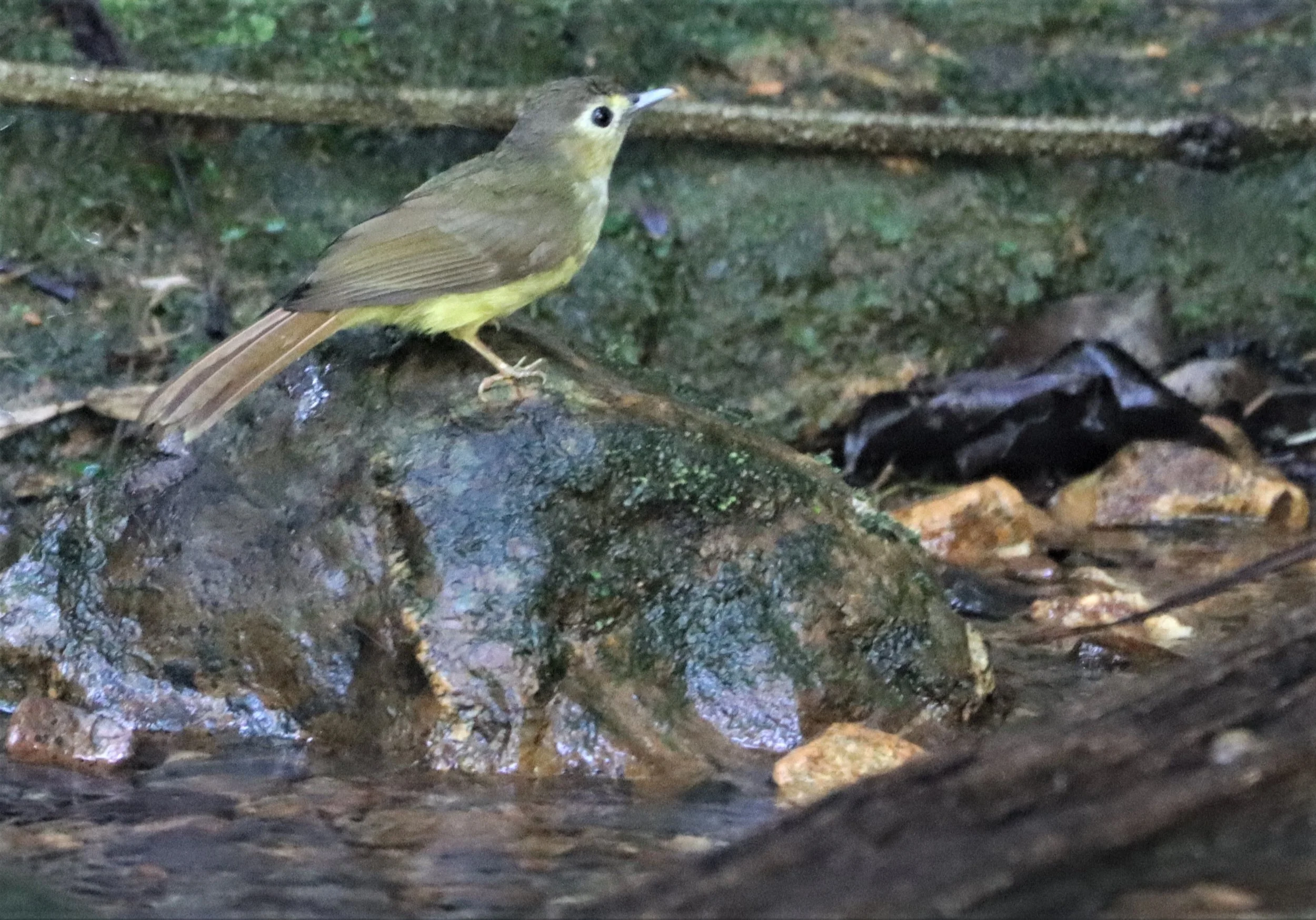 BULBUL - HAIRY-BACKED BULBUL - Tricholestes criniger - SI PHANG NGA NATIONAL PARK (14).jpg