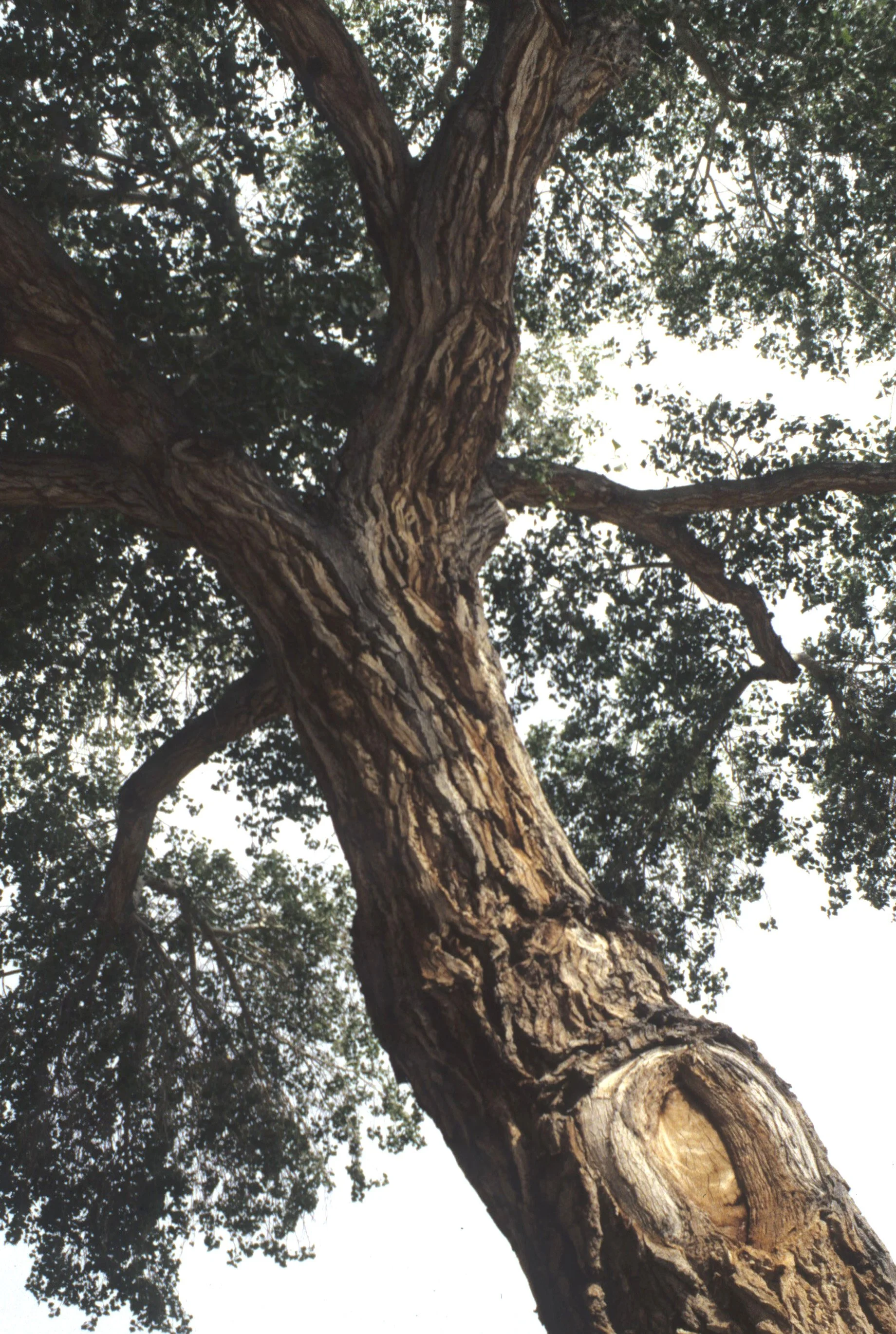 DEATH VALLEY - POPULUS FREMONTII - FREMONT COTTONWOOD A.jpg