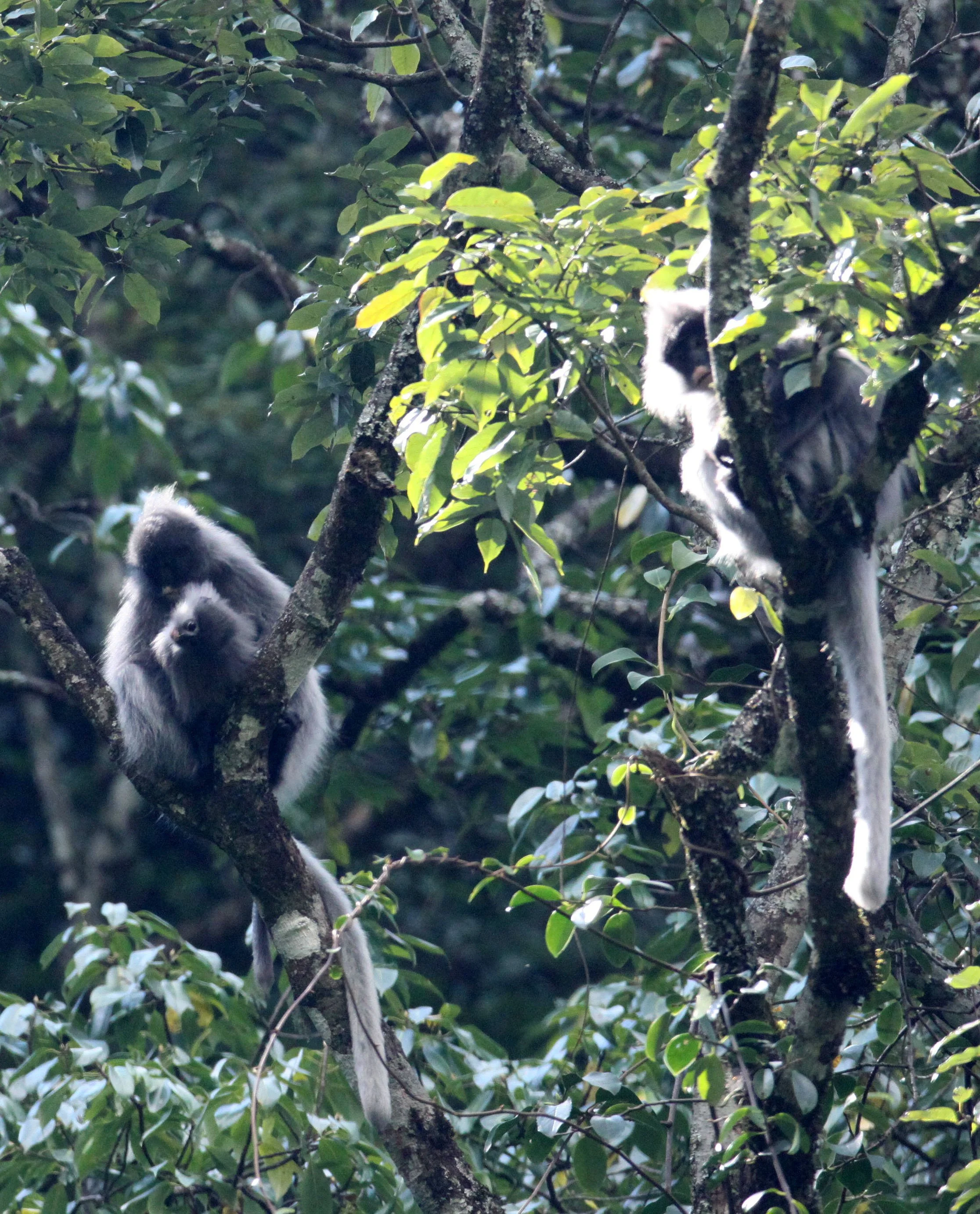 CERCOPITHECIDAE - Trachypithecus crepusculus - INDOCHINESE GRAY LANGUR - WULIANGSHAN NATURE RESERVE YUNNAN CHINA (53).JPG