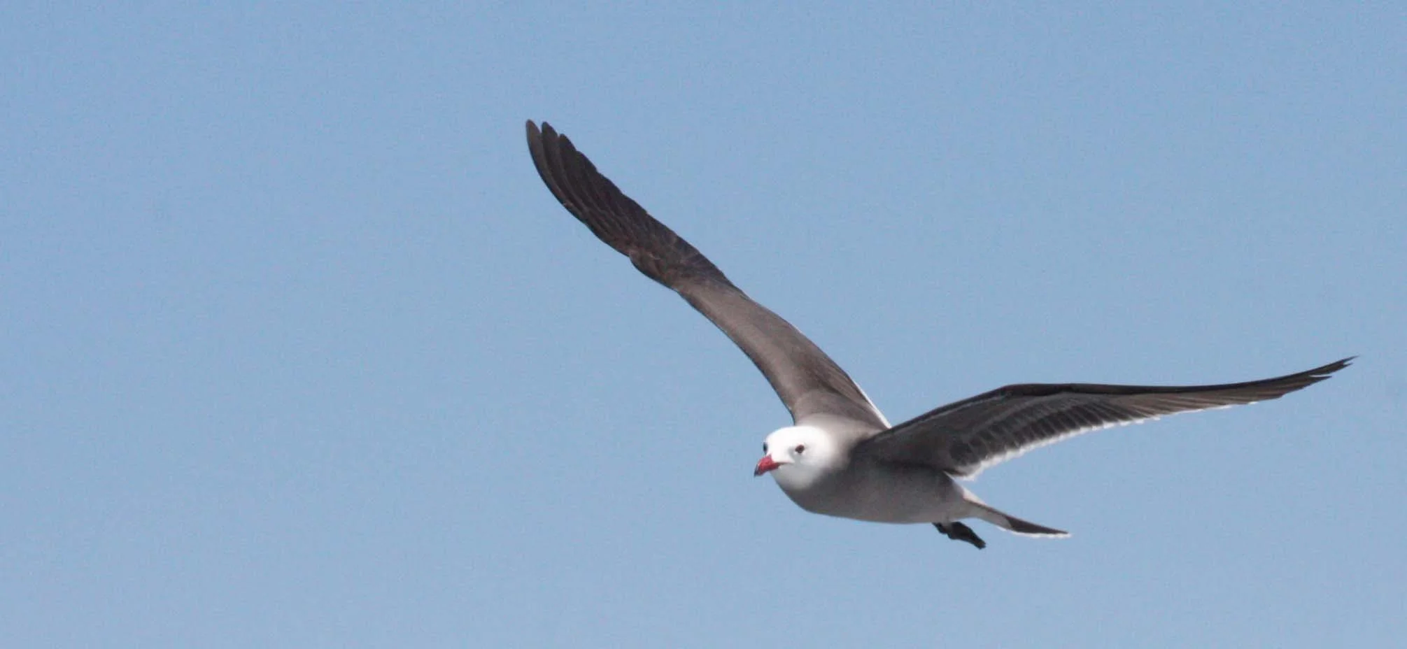BIRD - GULL - HEERMANS GULL - BAHIA DE LORETO MEXICO (11).JPG