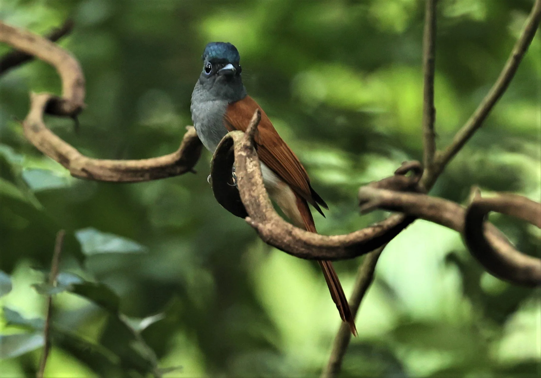 PARADISE-FLYCATCHER - BLYTH'S PARADISE-FLYCATCHER - Terpsiphone affinis - WAT THAM PRATHUM CHONBURI OCT 20, 2022 (1).jpg