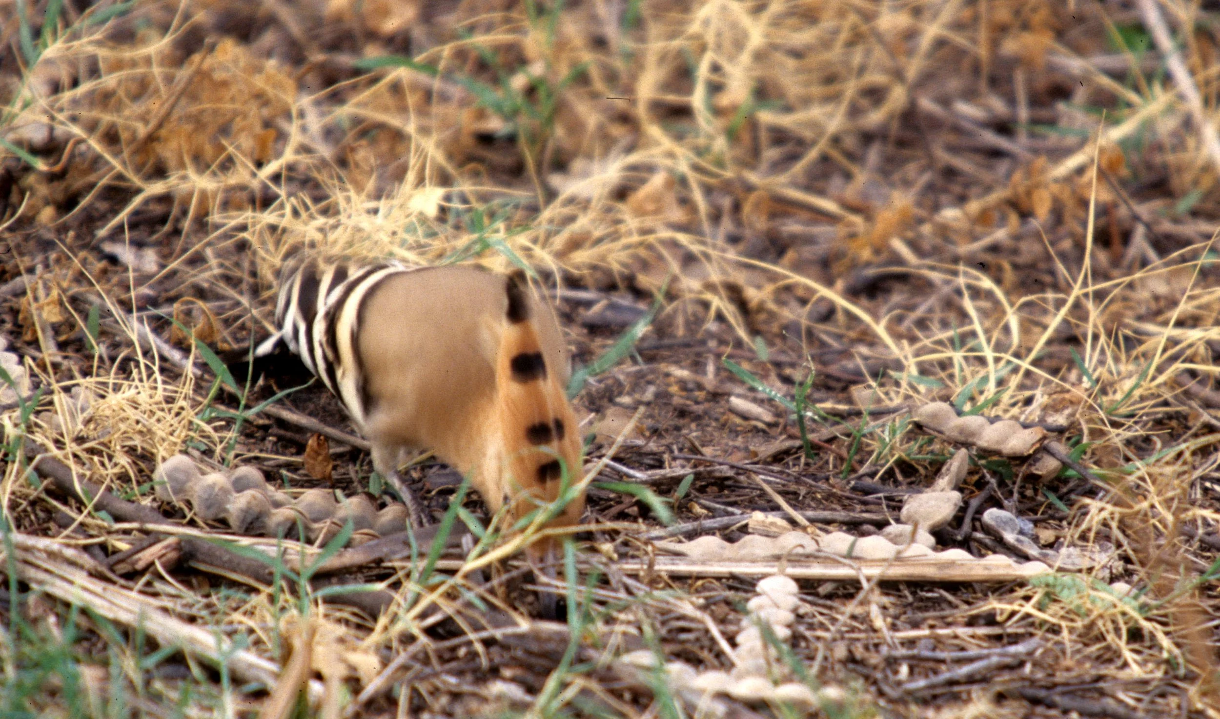 BIRD - HOOPOE - CHITWAN NEPAL A.jpg