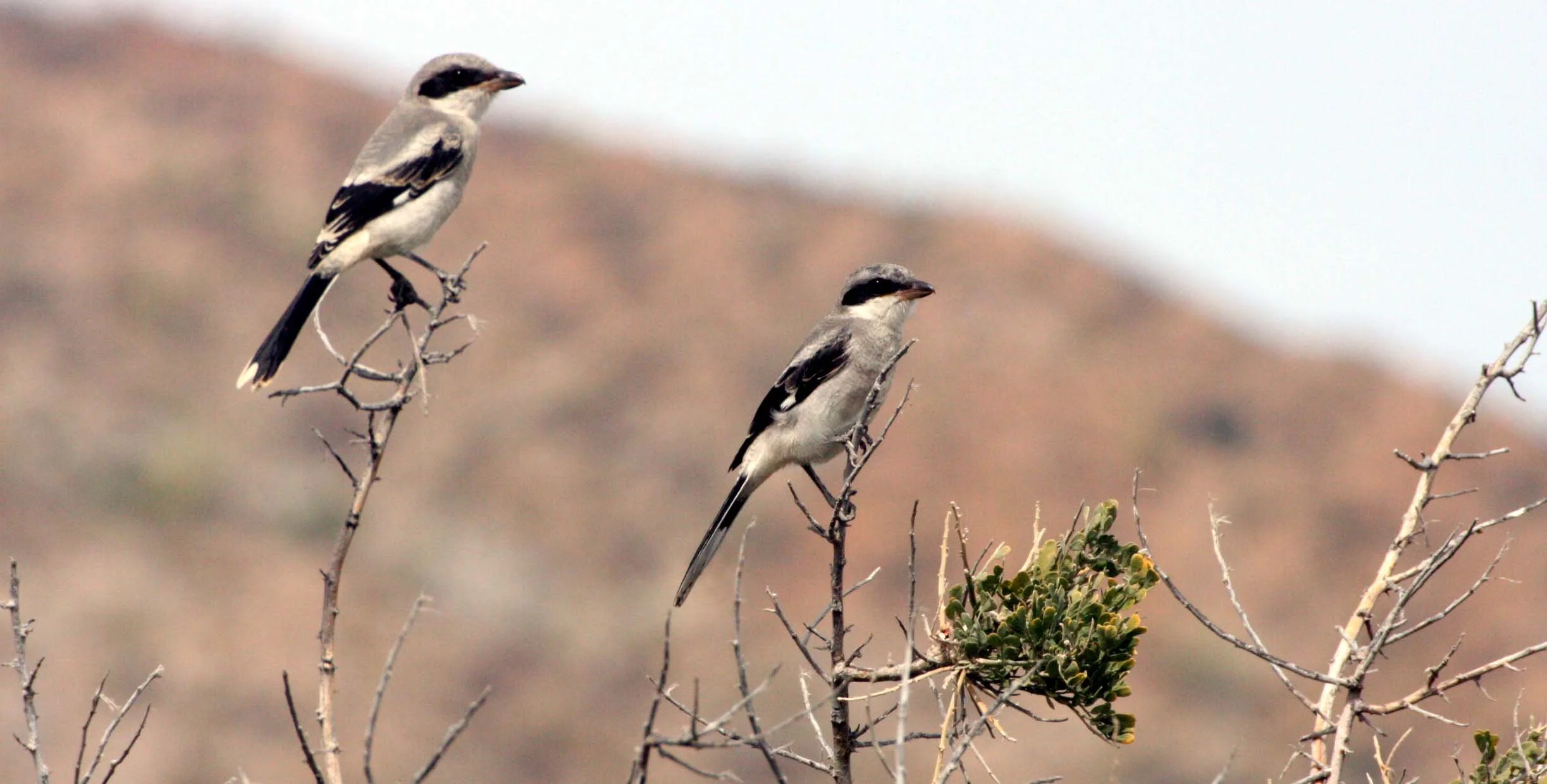 Loggerhead Shrike (Lanius ludovicianus) Isla Catalina Baja Mexico (7).JPG