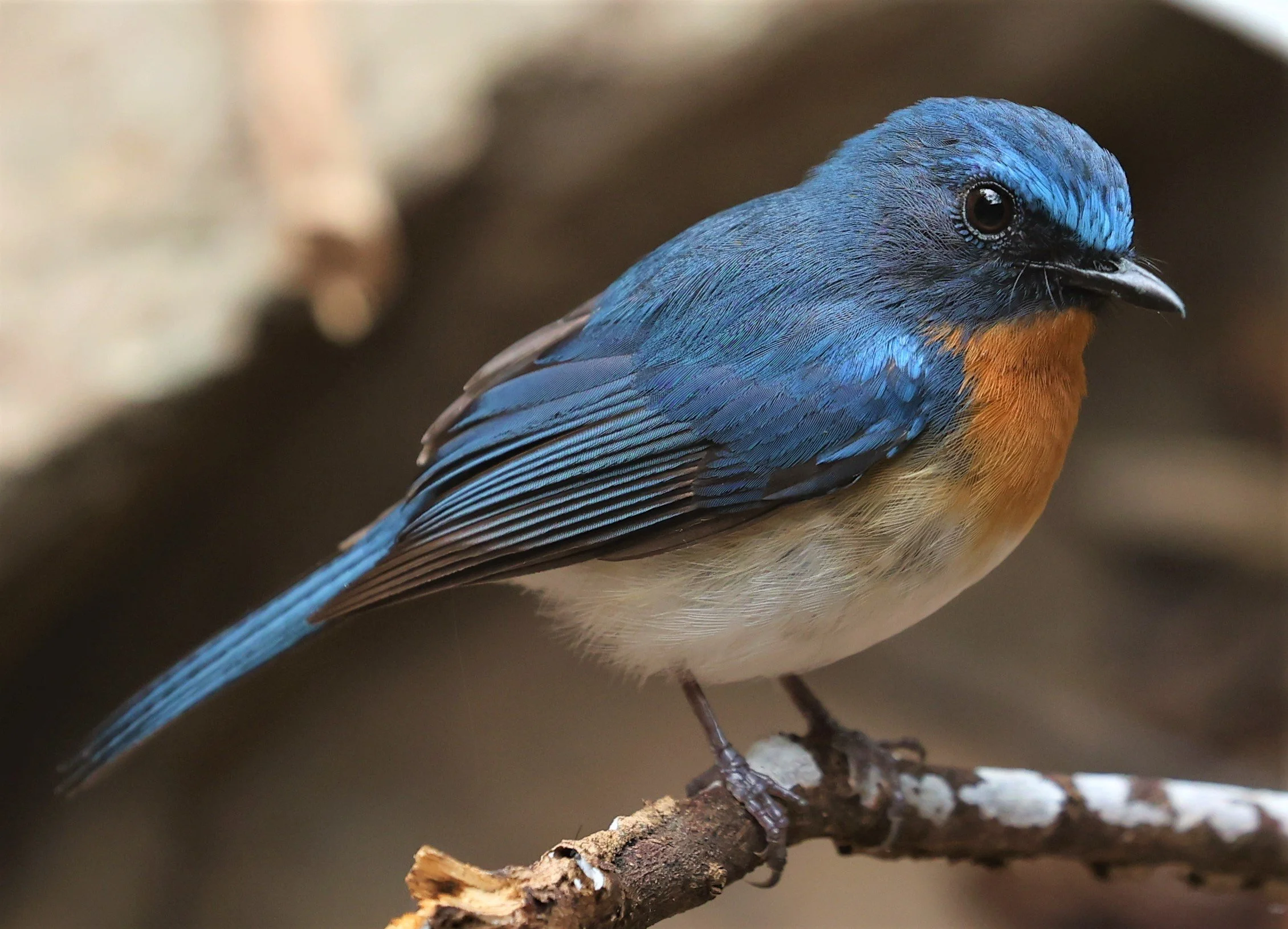 FLYCATCHER - INDOCHINESE BLUE-FLYCATCHER - Cyornis sumatrensis - SRI SATCHANALAI NP MANAO WATERHOLE MAY 1 2022 (36).jpg