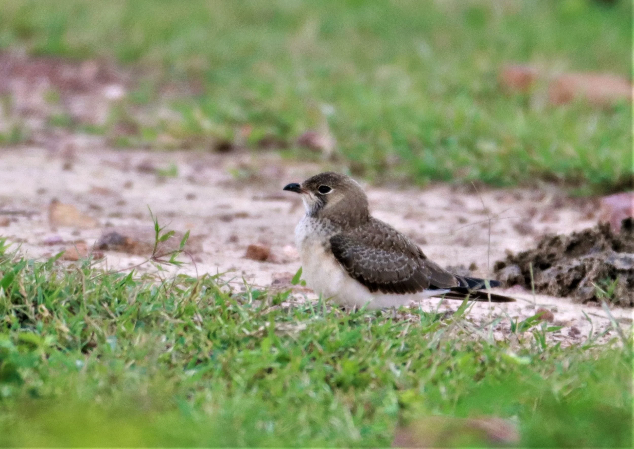 PRATINCOLE - ORIENTAL PRATINCOLE - Glaveola maldivarum - PU PLU SCRUBLANDS, NONG YA PLONG PETCHABURI (6).jpg