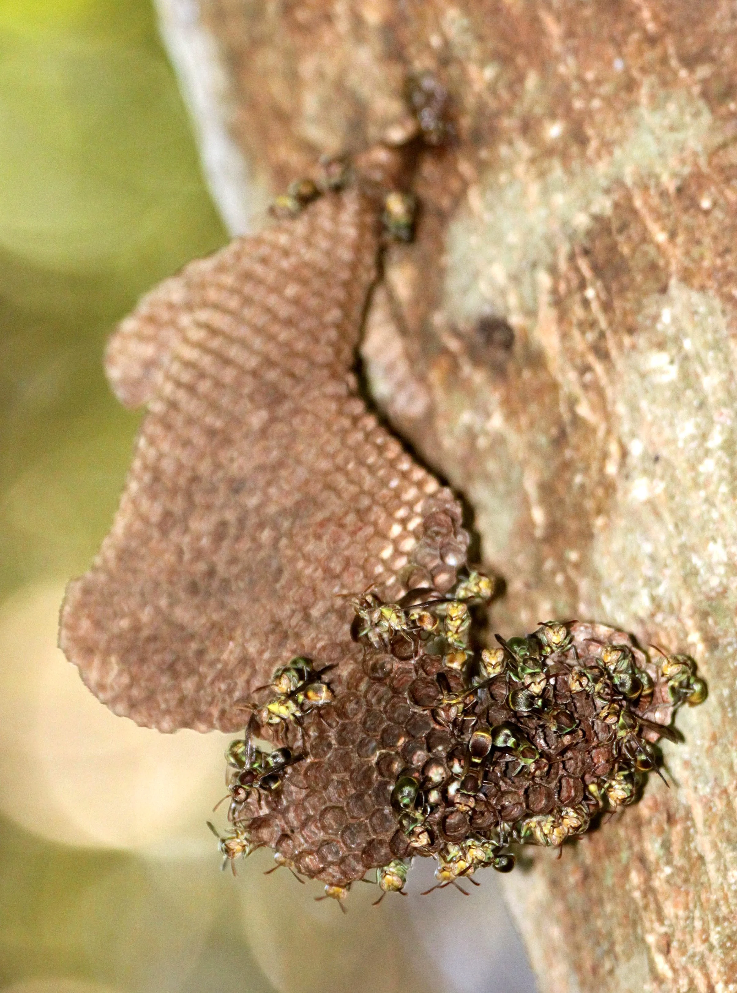 Vespidae - Species 1 - Berenty Reserve, Madagascar (2).JPG