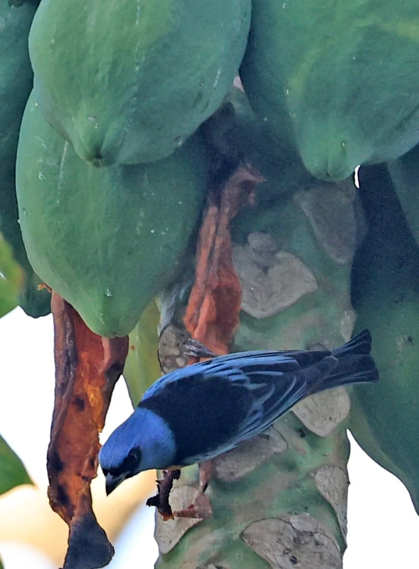 Blue-and-yellow Tanager (Thraupis bonariensis) Estancia Campo'i Paraguay (7).jpg