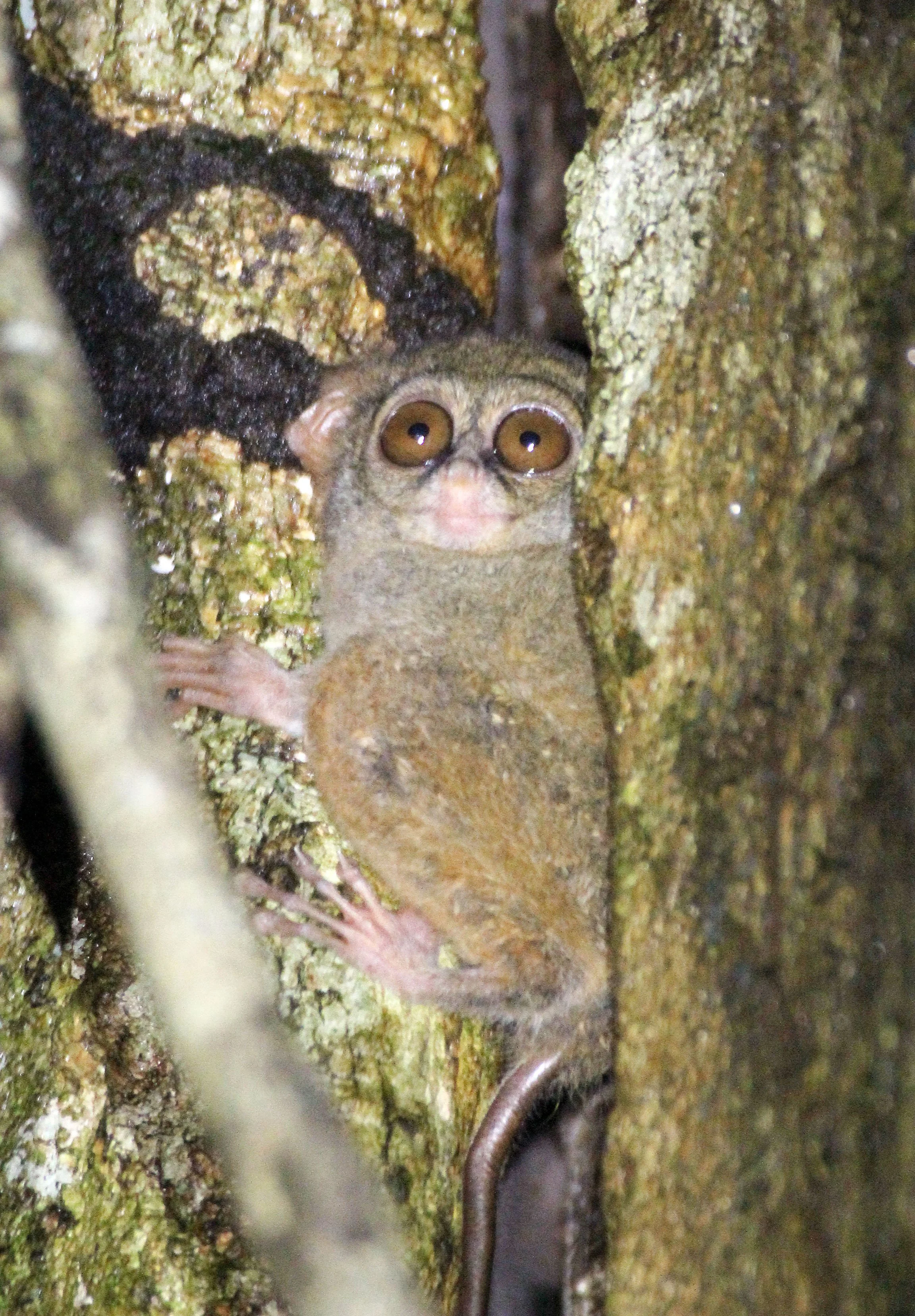 TARSIIDAE - Tarsius tarsier - SELAYAR (SPECTRAL) TARSIER - TANGKOKO NATIONAL PARK SULAWESI INDONESIA (65).JPG