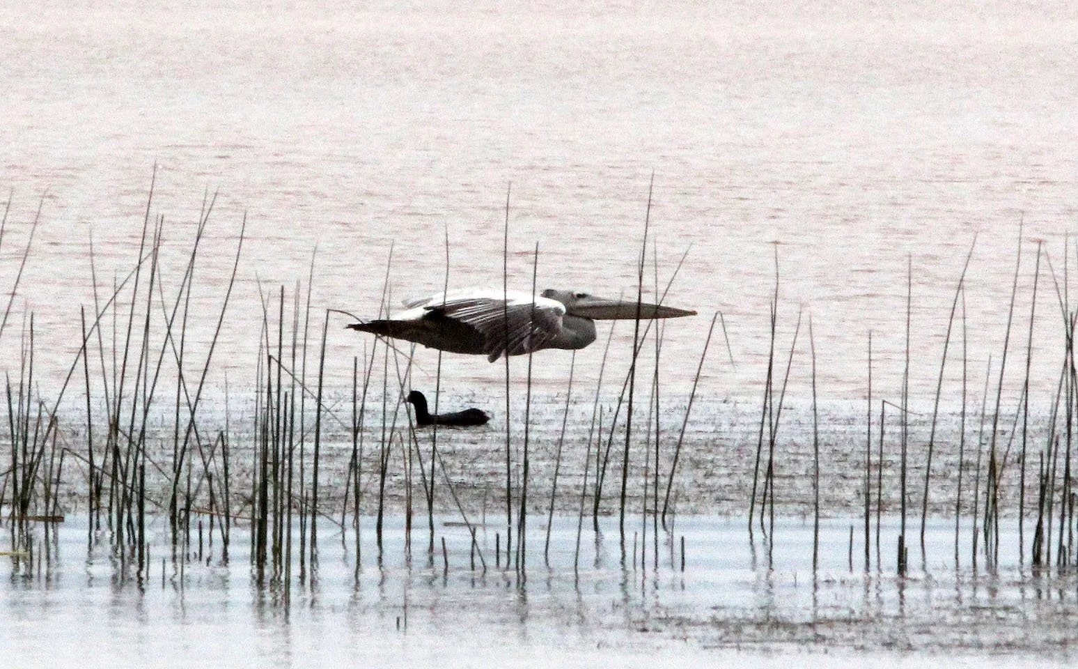 Pelecanus rufescens - PINK-BACKED PELICAN - LANGANO LAKE ETHIOPIA (15).JPG