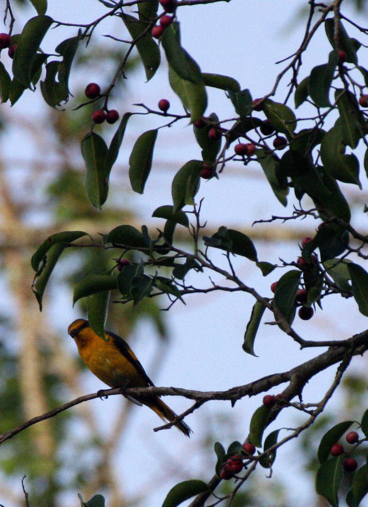 Scarlet Minivet (Pericrocotus speciosus) Kaeng Krachan NP Thailand (15).JPG