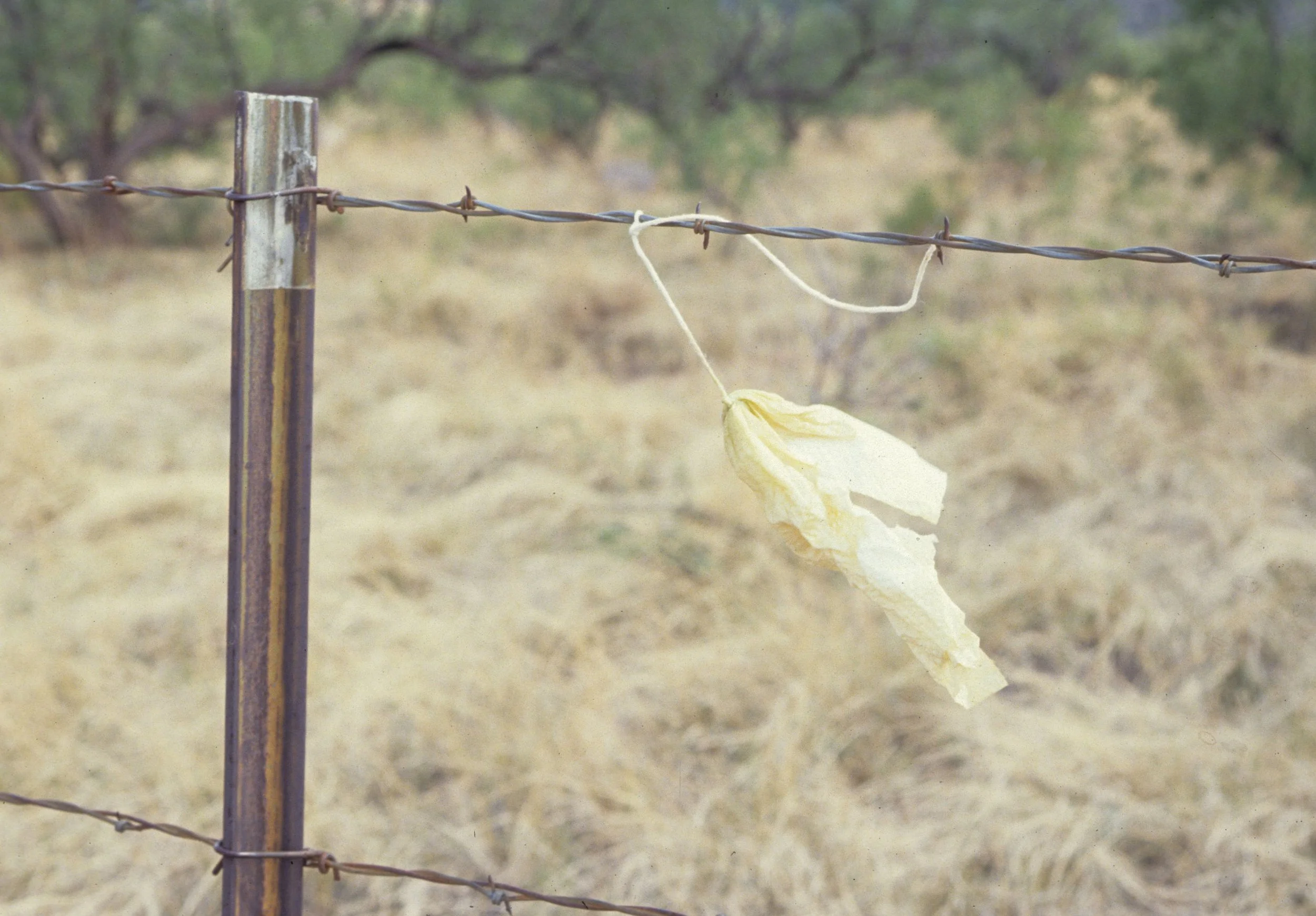 ARIZONA - MADERA CANYON - RESEARCH - DATA COLLECTION WR.jpg