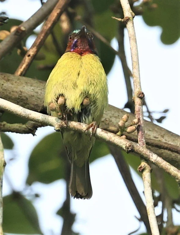 SUNBIRD - BROWN-THROATED SUNBIRD - Anthreptes malacensis - KRUNG CHING, KHAO LUANG NP NST, APRIL 2022 (23).jpg