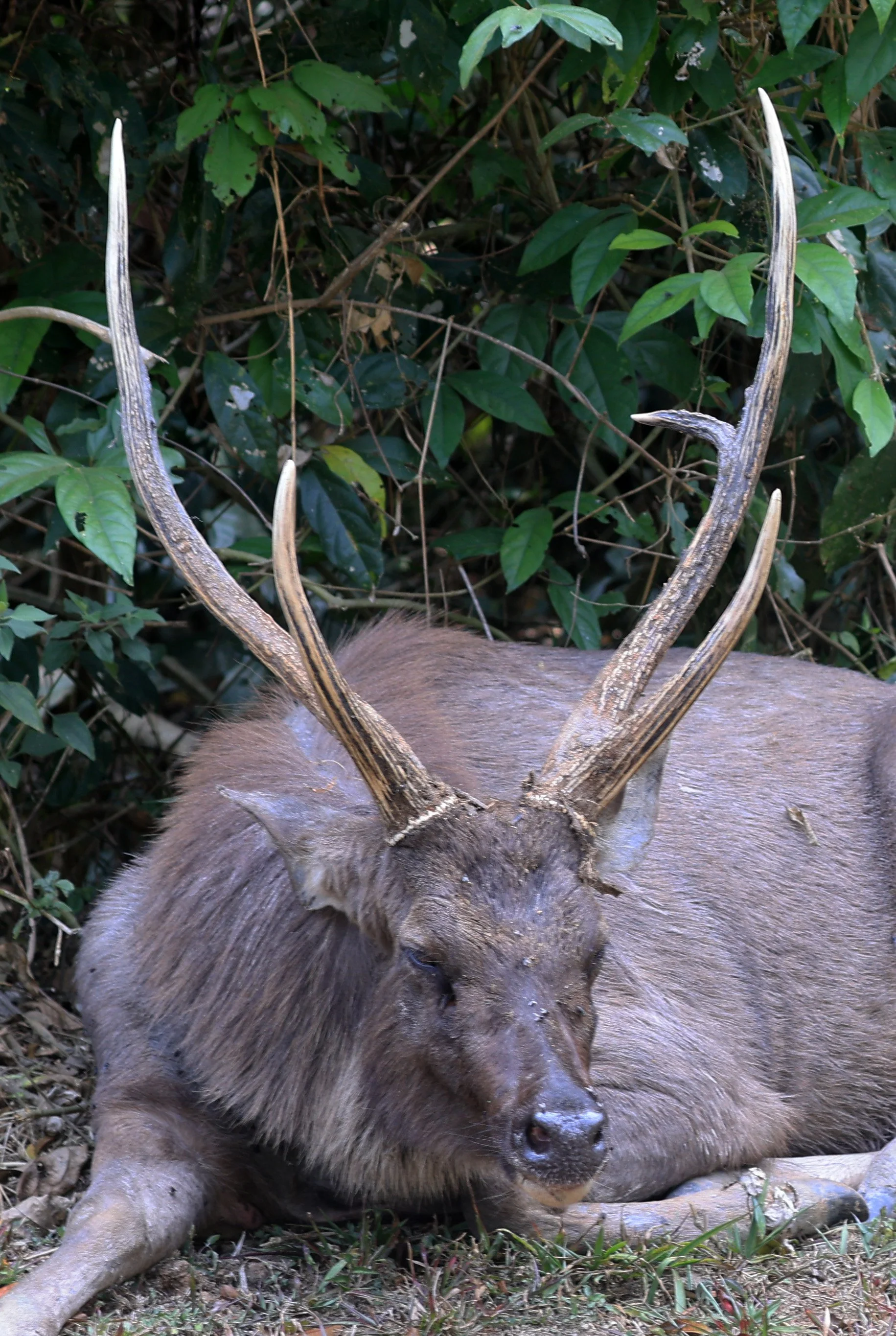 Indochinese Sambar (Rusa unicolor cambojensis) Khao Yai National Park Feb 2026 Day 3 (4).jpg