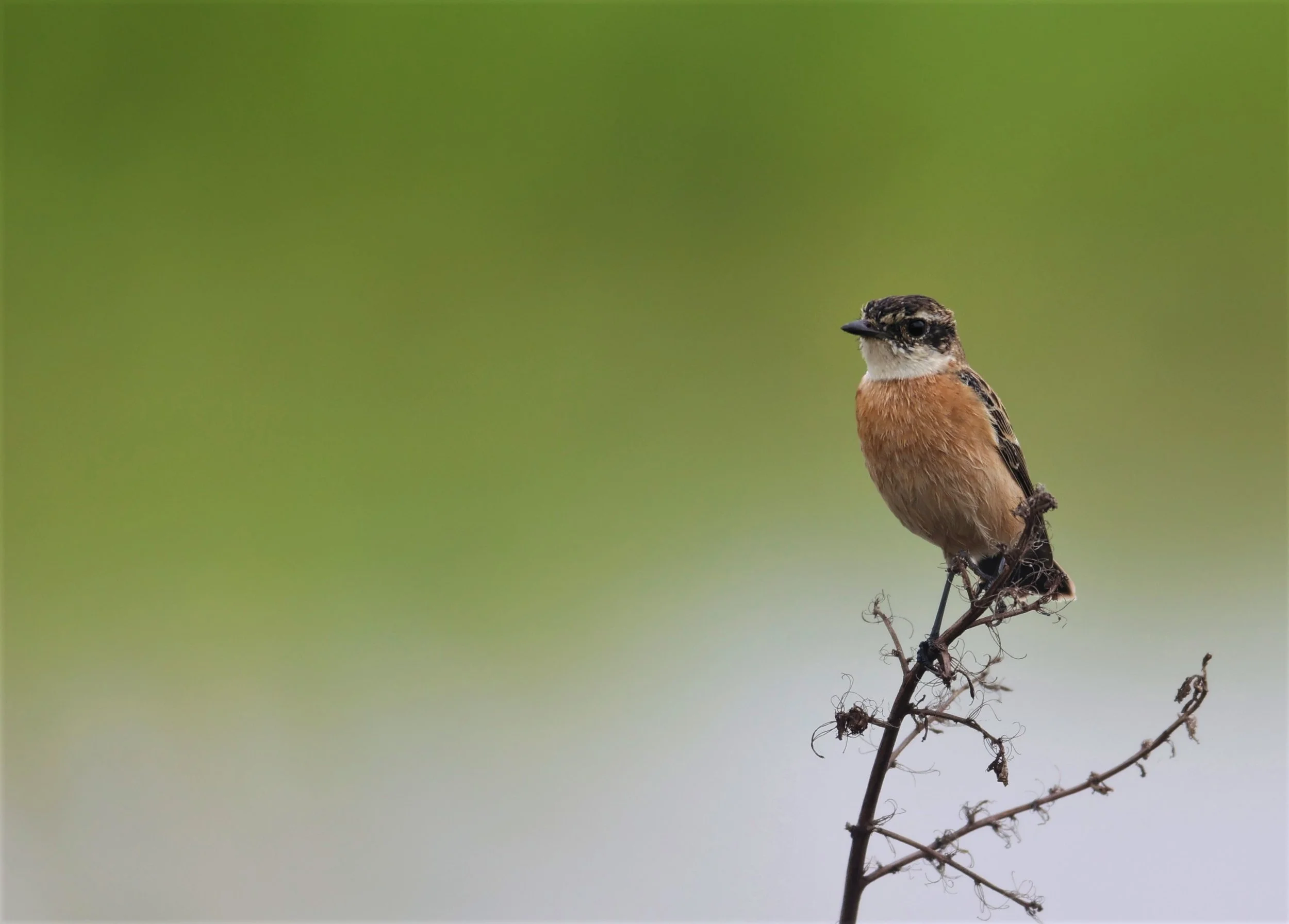 STONECHAT - AMUR (STEJNEGER'S) STONECHAT - Saxicola stejnegeri - PATHUM THANI RICE RESEARCH CENTER 06 NOV 2021 (13).jpg