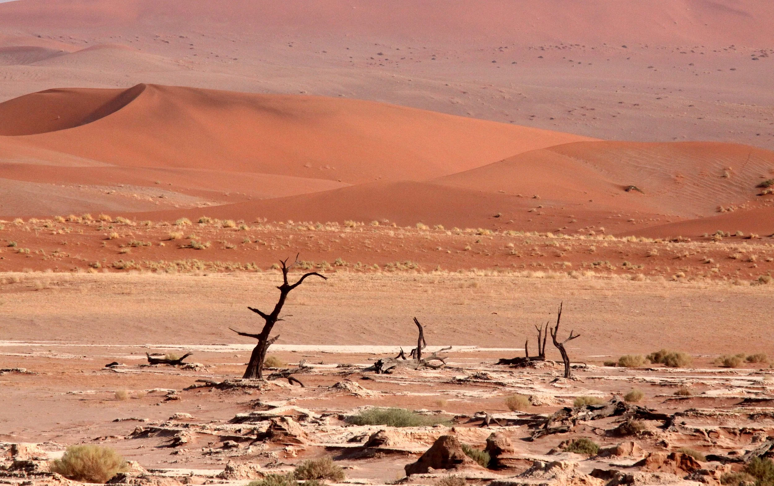 SOSSUSVLEI, NAMIB NAUKLUFT NATIONAL PARK, NAMIBIA - DEAD VLEI (83).JPG