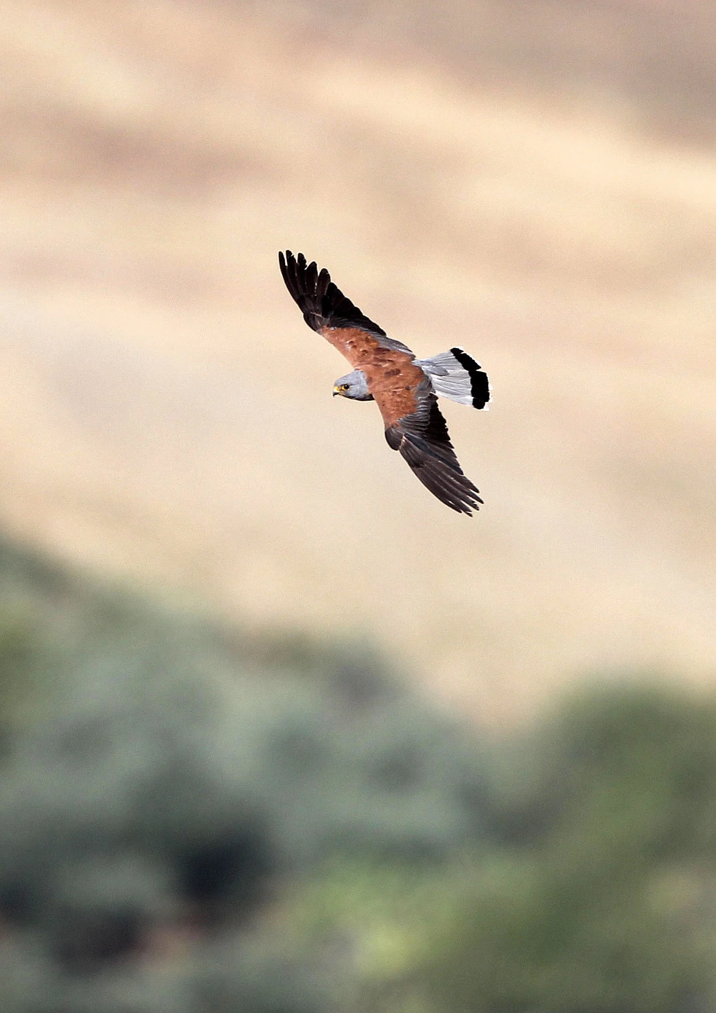 BIRD - KESTREL - RONDA CANYON SPAIN (7).JPG