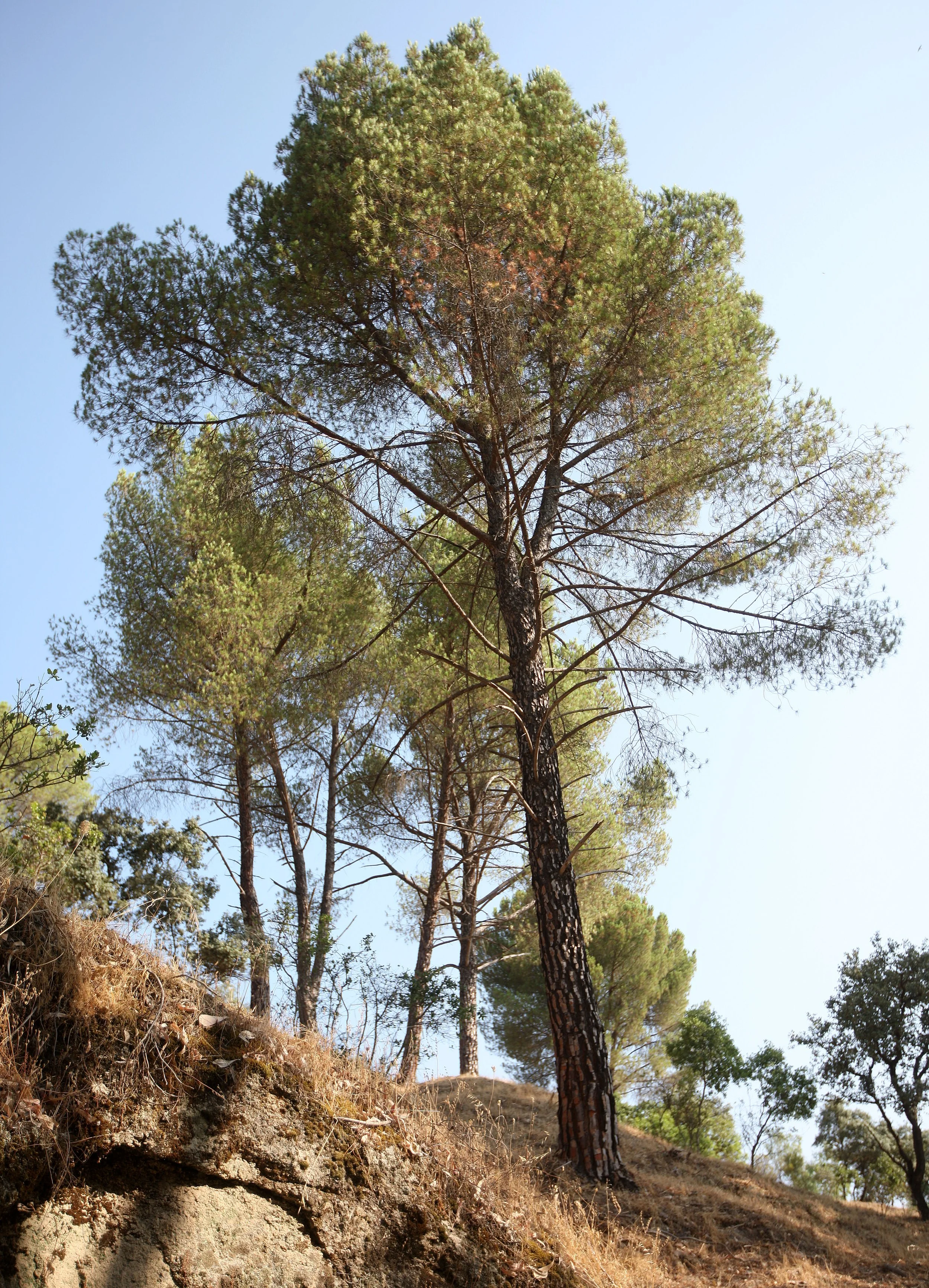 SIERRA DE ANDUJAR SPAIN (24).JPG