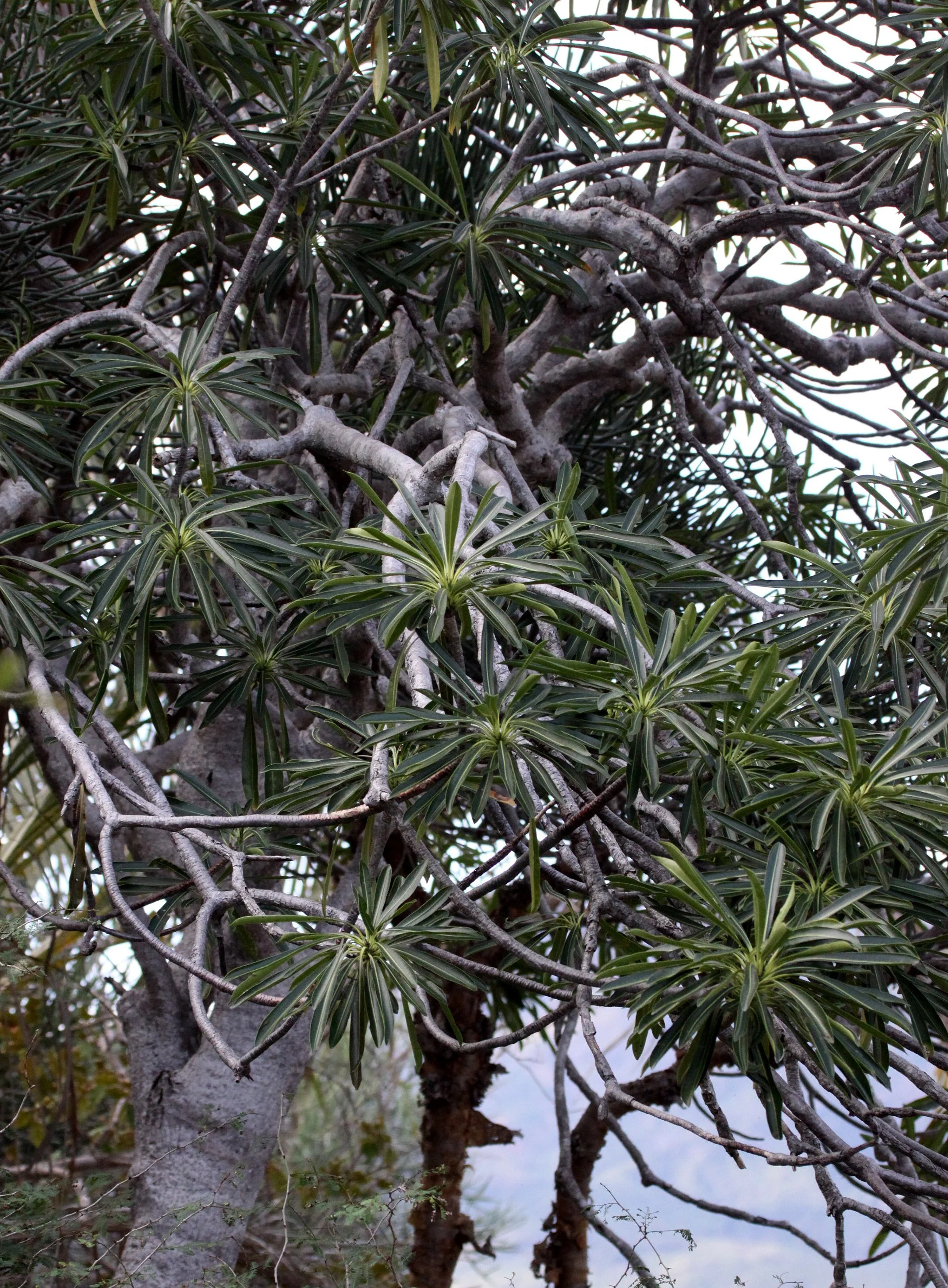 PLANT - PACHYPODIUM SPECIES - ANDOHAHELA NATIONAL PARK MADAGASCAR (6).JPG