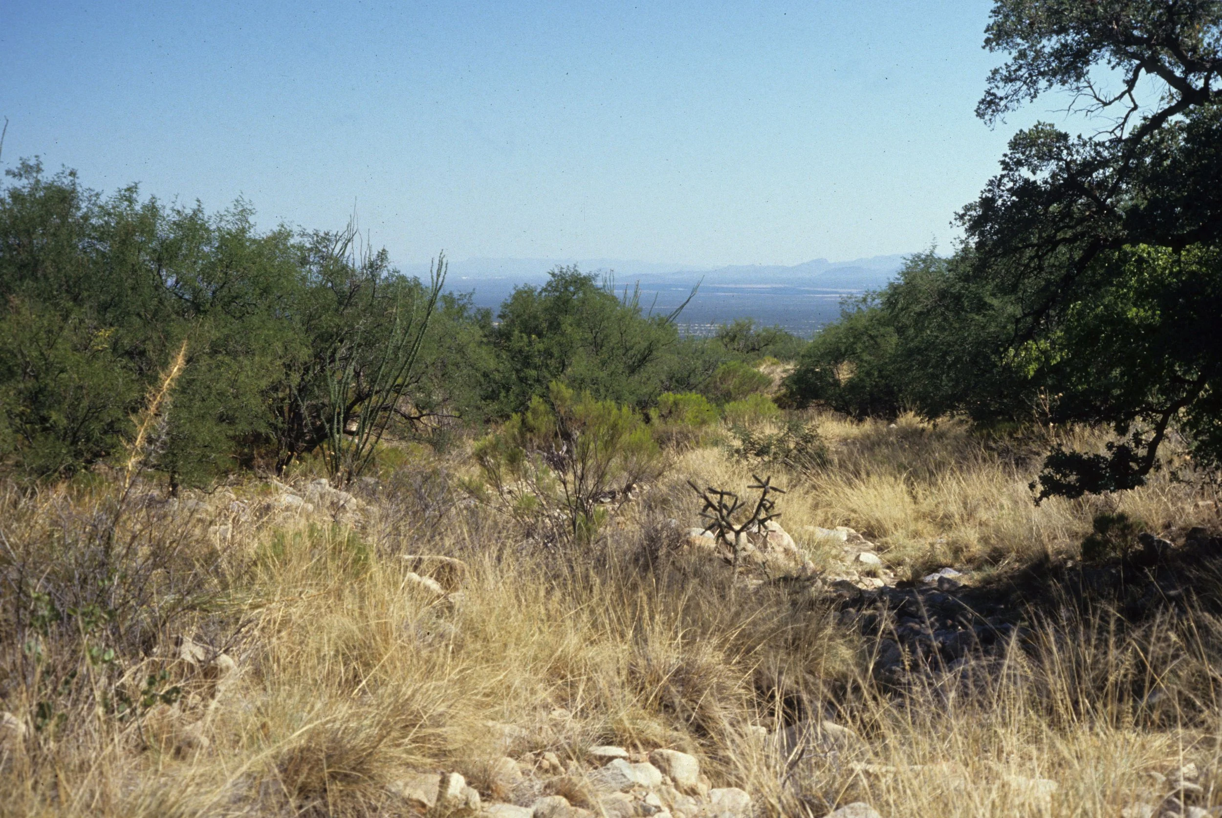 ARIZONA - MADERA CANYON - PROSOPIS WOODLAND NEAR ARROYO.jpg