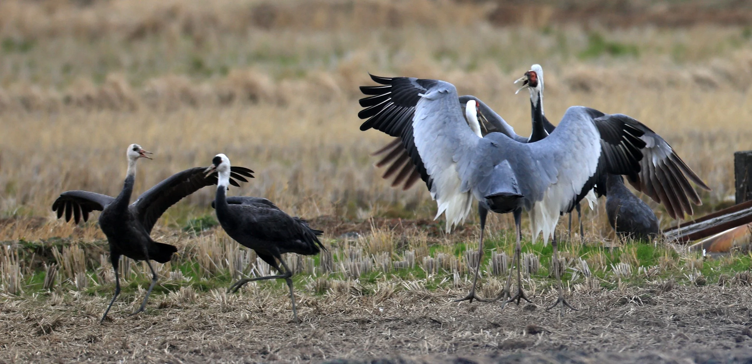 White-naped Crane (Antigone vipio) Izumi Crane Park & Center, Izumi Kagoshima Kyushu Japan (380).jpg