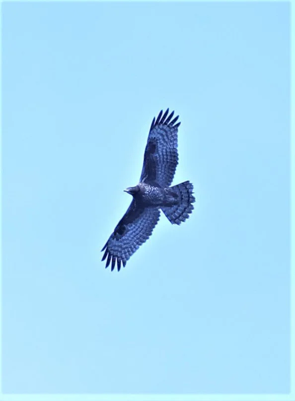 BUZZARD - ORIENTAL HONEY BUZZARD - Pernis ptilorhynchus - KAENG KRACHAN PHANOEN THUNG 26 NOV 2021 (4).jpg