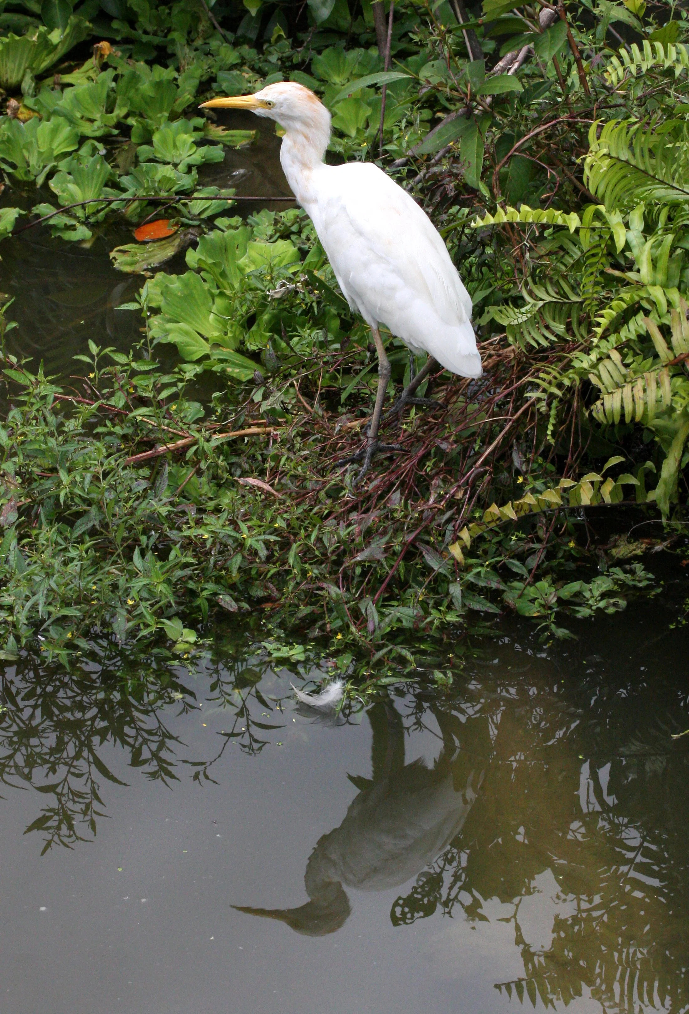 EGRET - CATTLE EGRET (EASTERN) - Bubulcus coromandus - NAKHON WETLANDS  (13).JPG