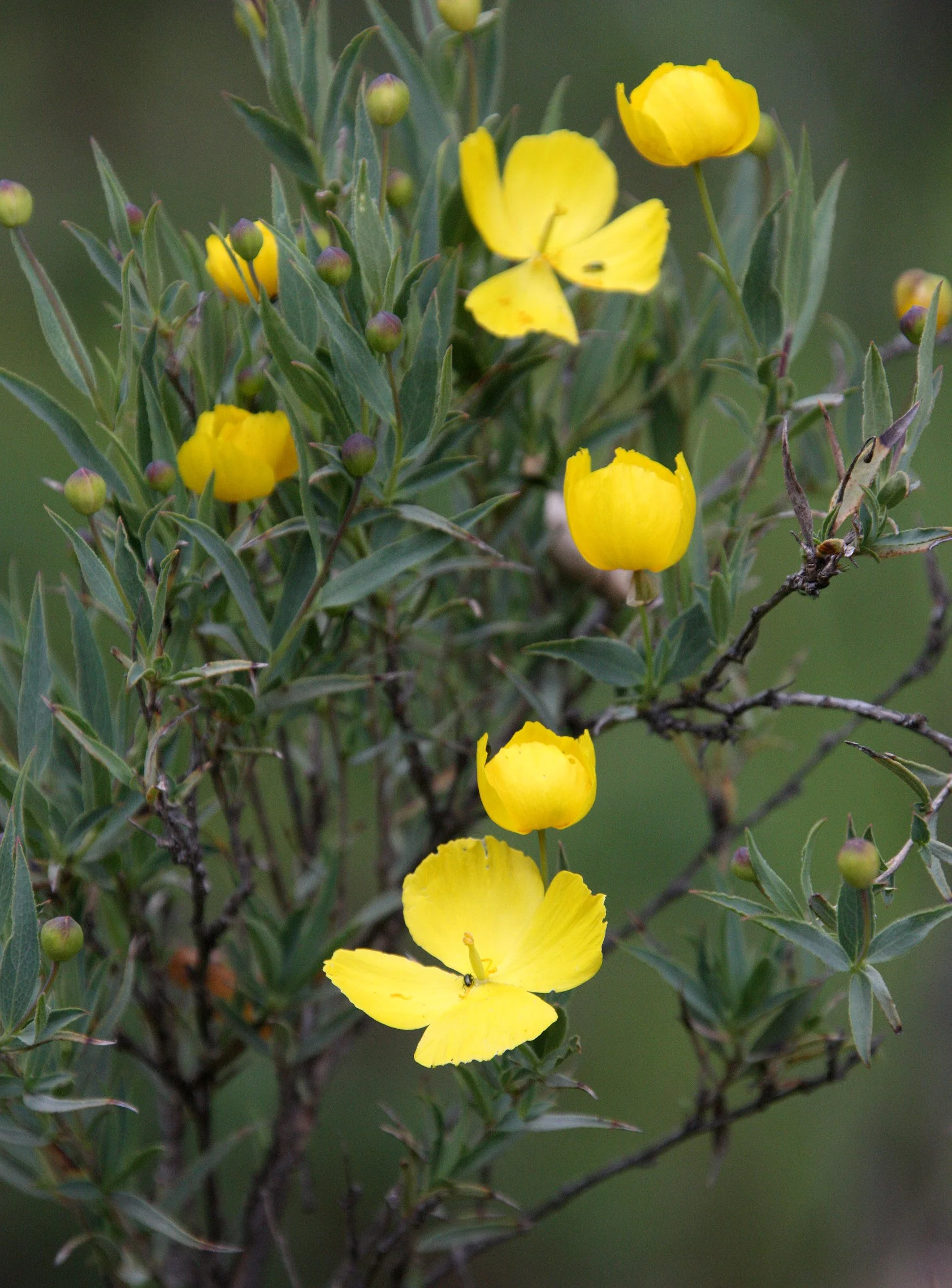 PAPAVERACEAE - DENDROMECON RIGIDA - BUSH POPPY - PINNACLES NATIONAL MONUMENT CALIFORNIA.JPG