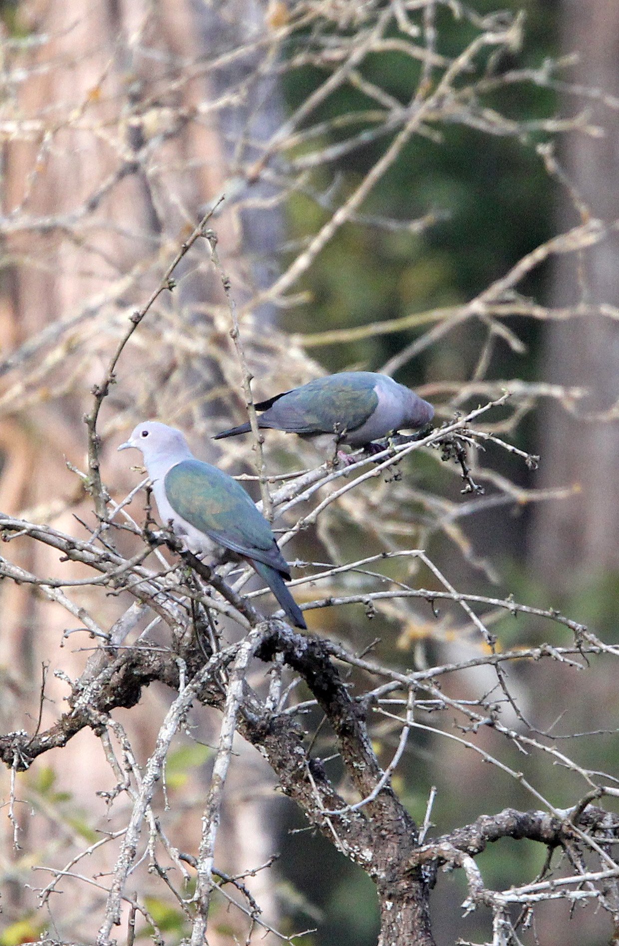 Green Imperial-Pigeon (Ducula aenea) Tholpetty Reserve Wayanad Kerala India (1).JPG