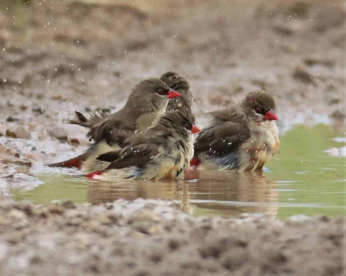 RED AVADAVAT - Amandava amandava - THAP YAO RICE FIELDS LAT KRABANG (33).jpg