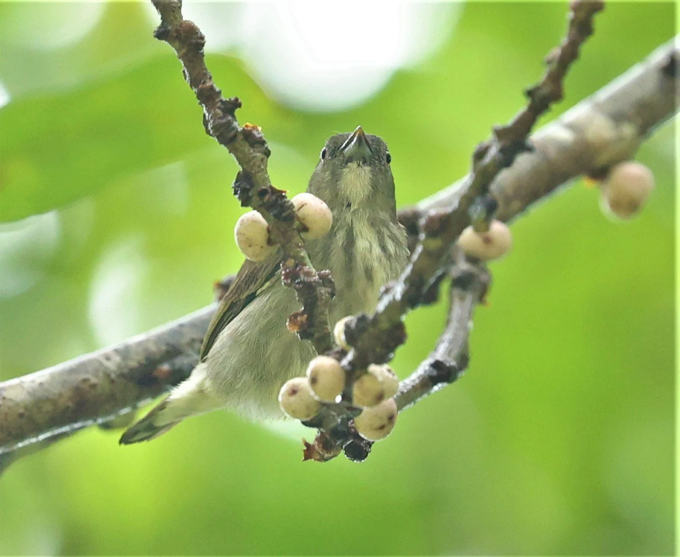 FLOWERPECKER - YELLOW-VENTED FLOWERPECKER - Dicaeum chrysorrheum - HALA BALA WILDLIFE SANCTUARY APRIL 2022 FEMALE (3).jpg