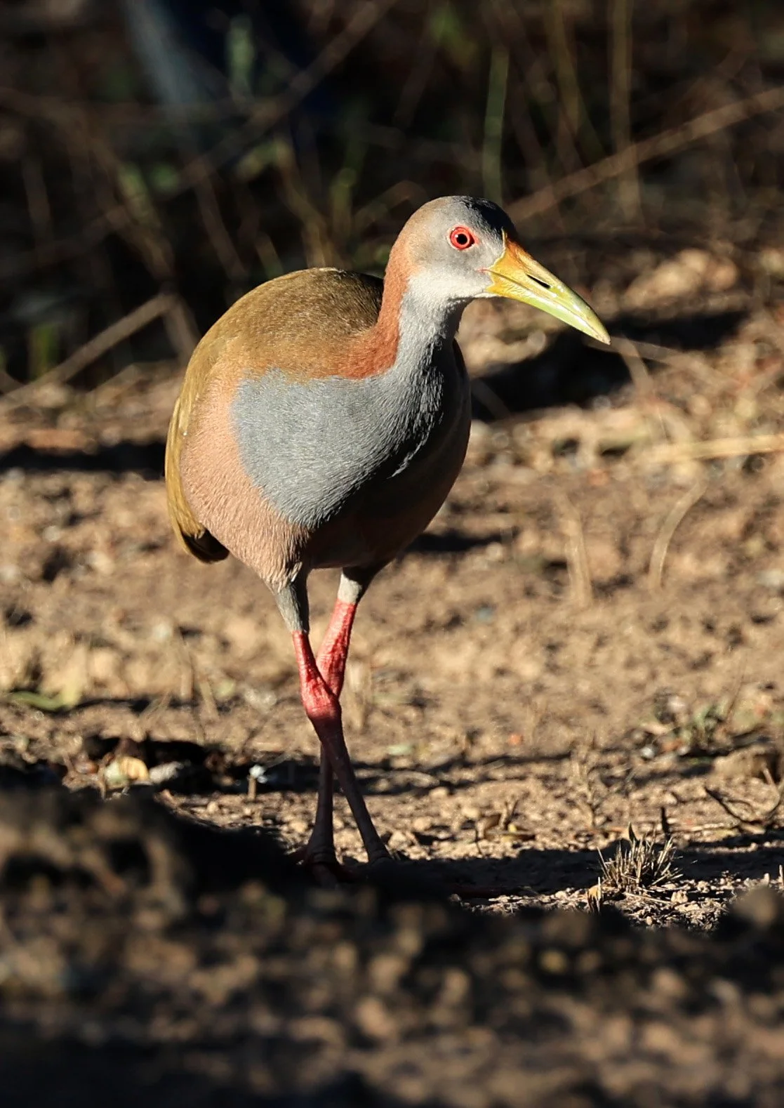 Gray-cowled Wood-Rail (Aramides cajaneus) Reserva Natural Canada el Carmen, Paraguay  (4).jpg