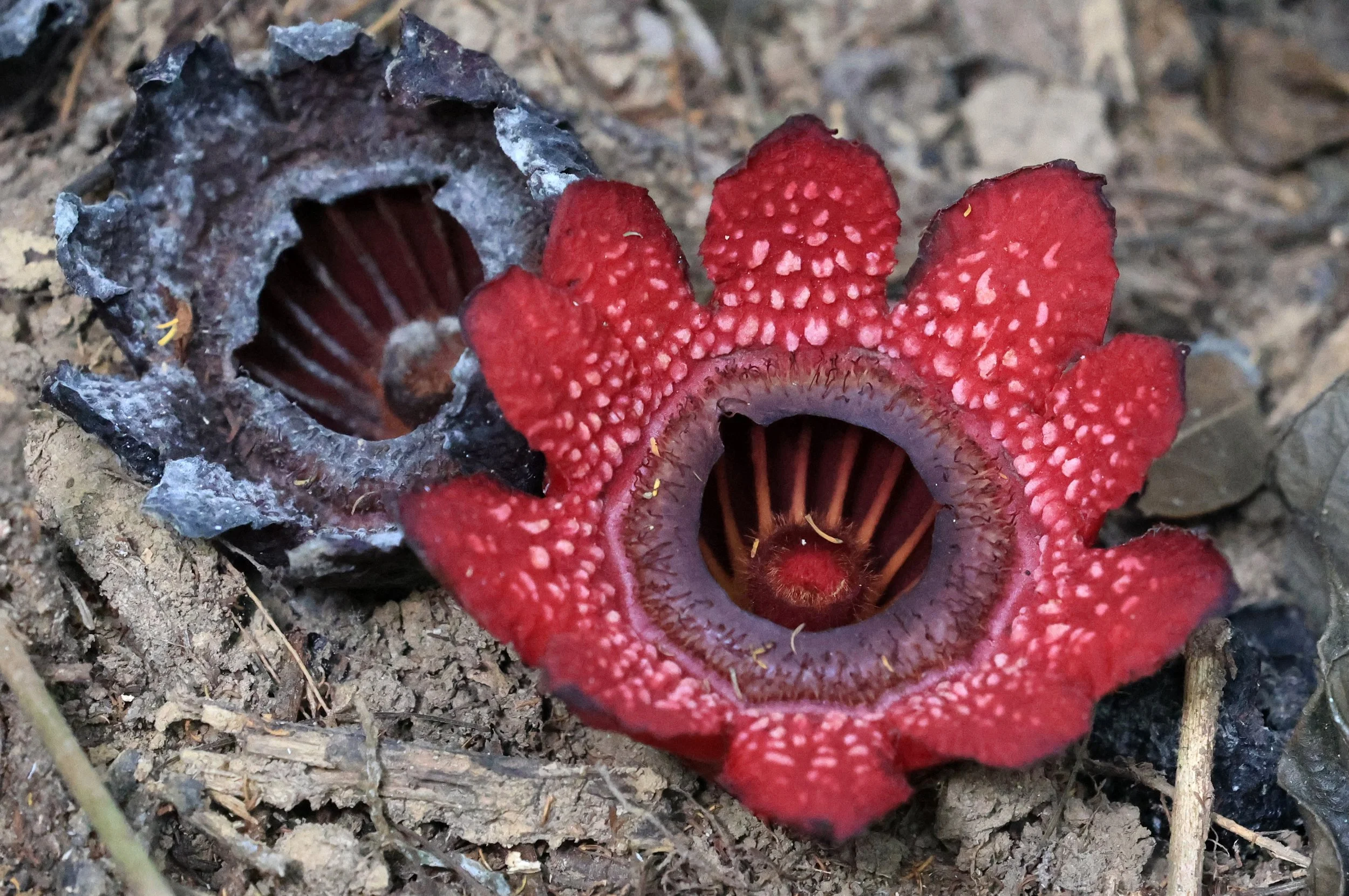 Sapria ram, commonly known as "Rama's spittoon" with an older flower that is in the process of dying.
