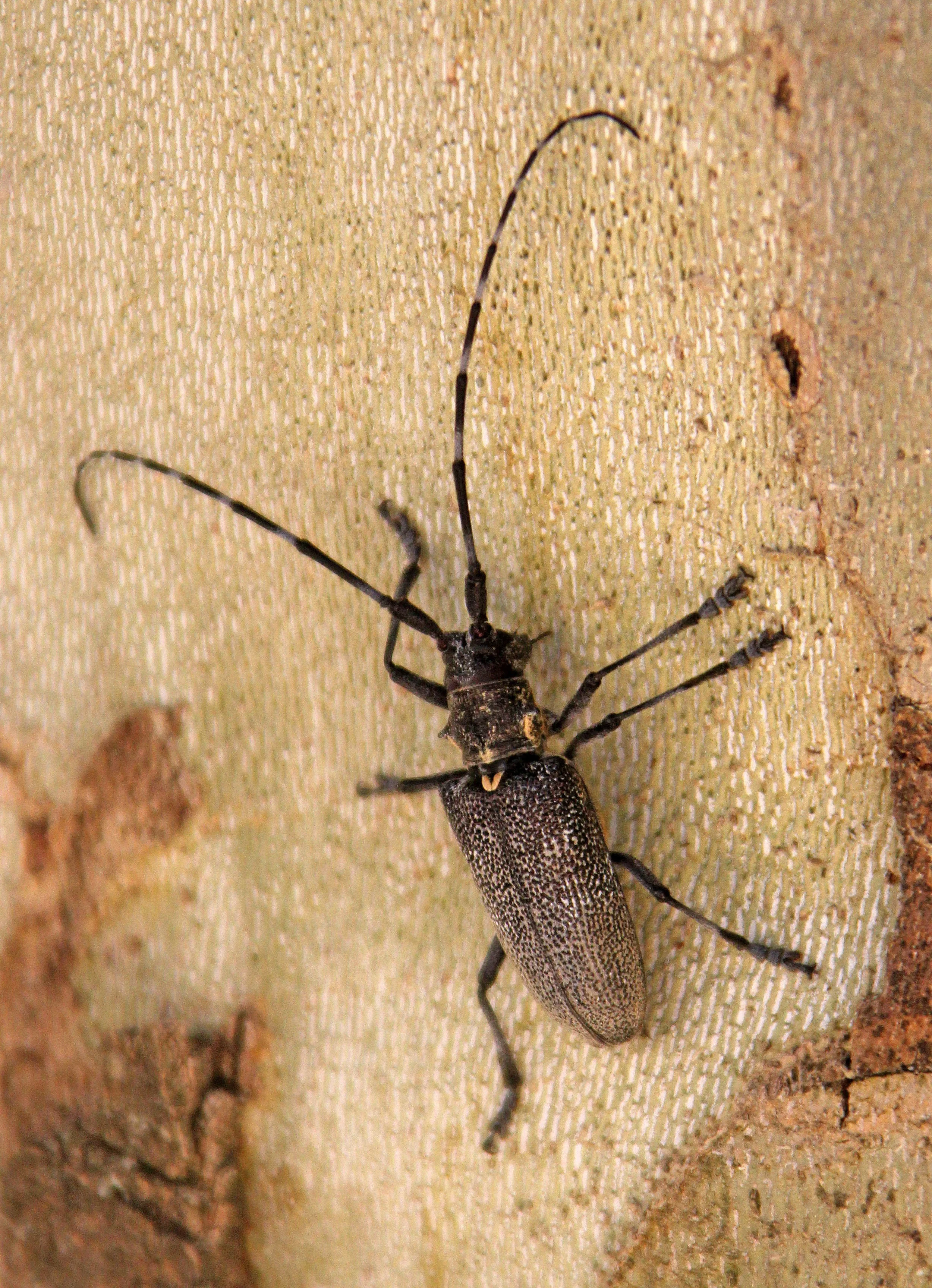 Lamiinae - Species 6 Unidentified - Feija NP, Tunisia (2).JPG
