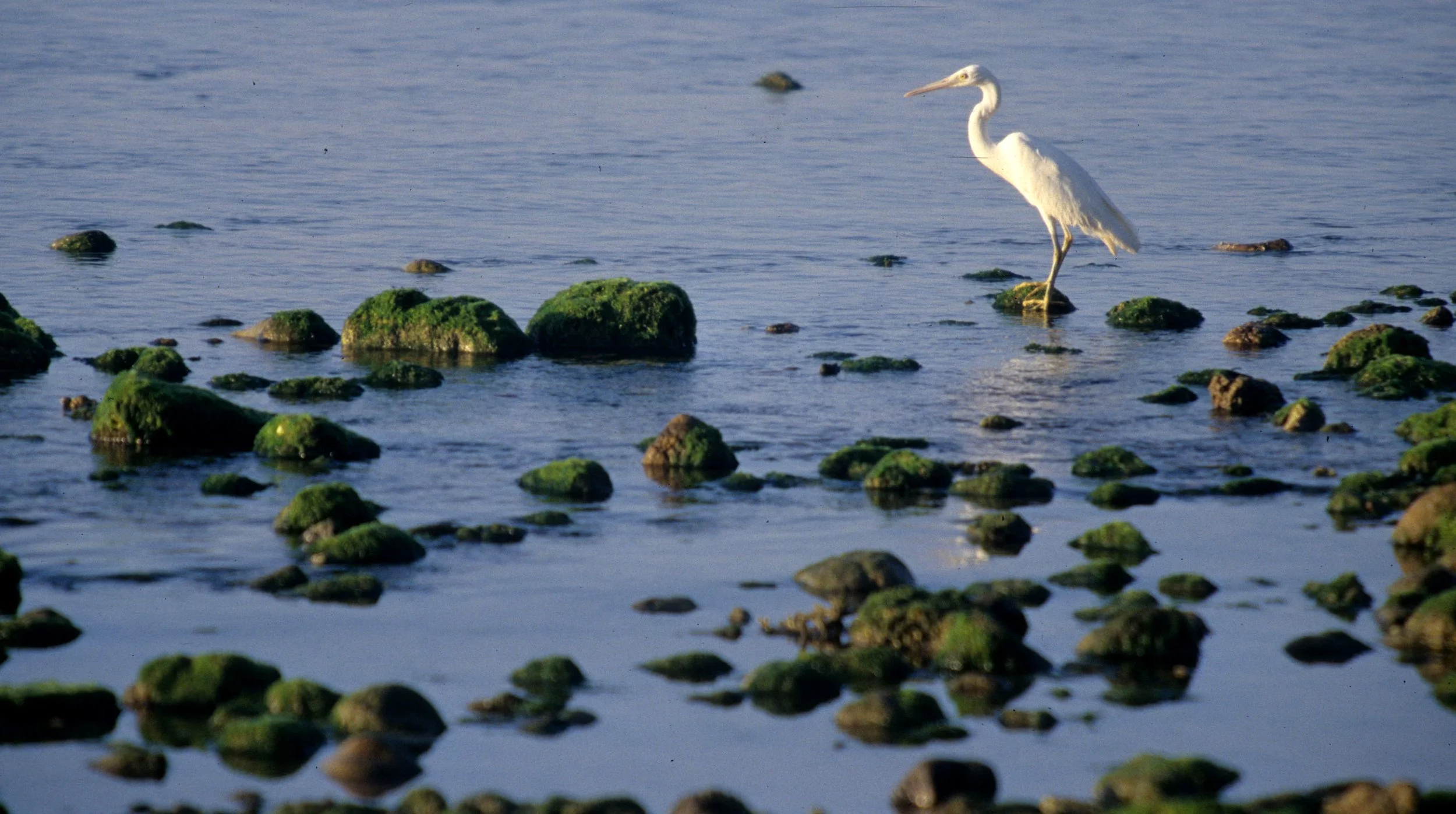 BIRD - EGRET SPECIES A - KOMODO ISLAND.jpg