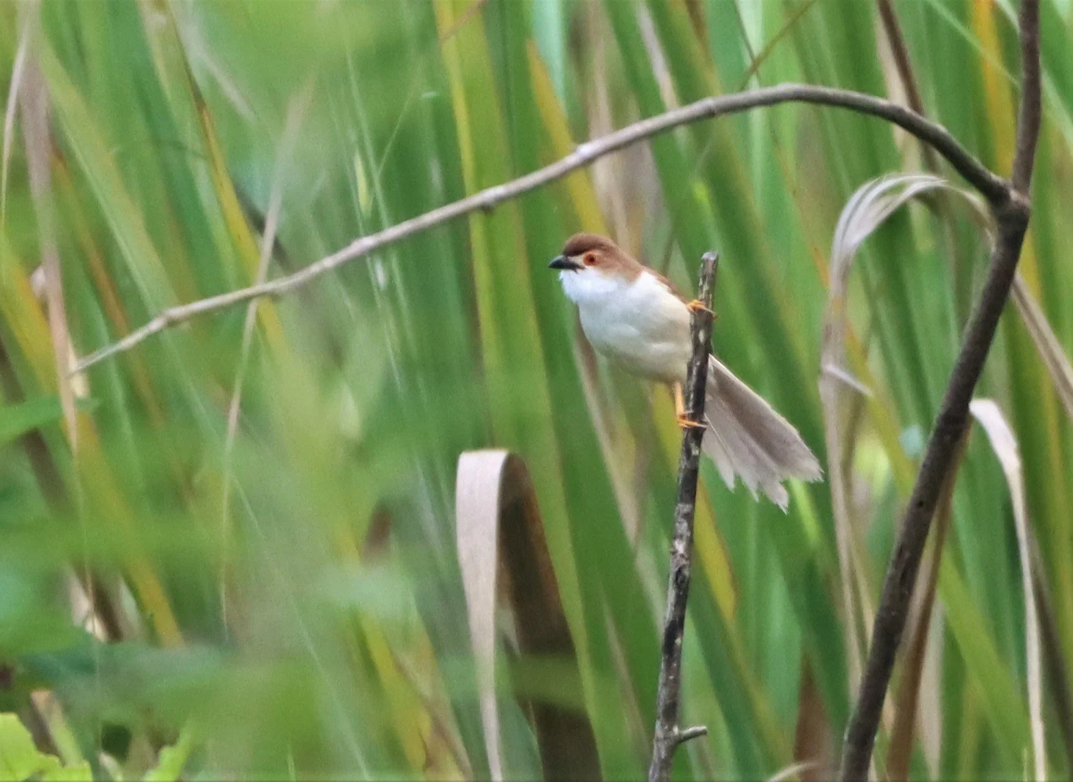 BABBLER - YELLOW-EYED BABBLER - hrysomma sinense - DOI LANG CHIANG MAI (14).jpg