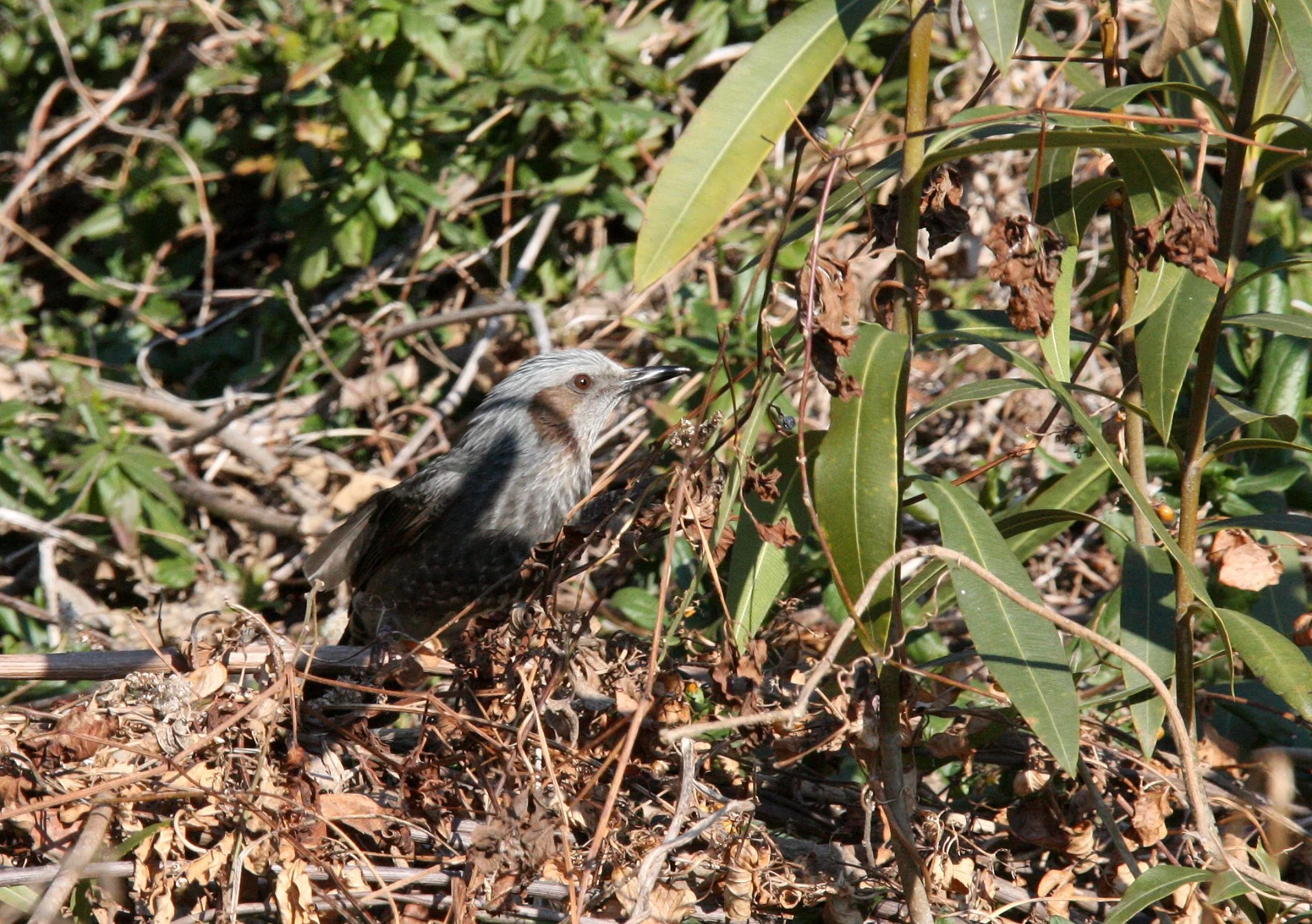 BULBUL - BROWN-EARD BULBUL - Hypsipetes amaurotis - SHIZUOKA COASTLINE JAPAN (9).JPG