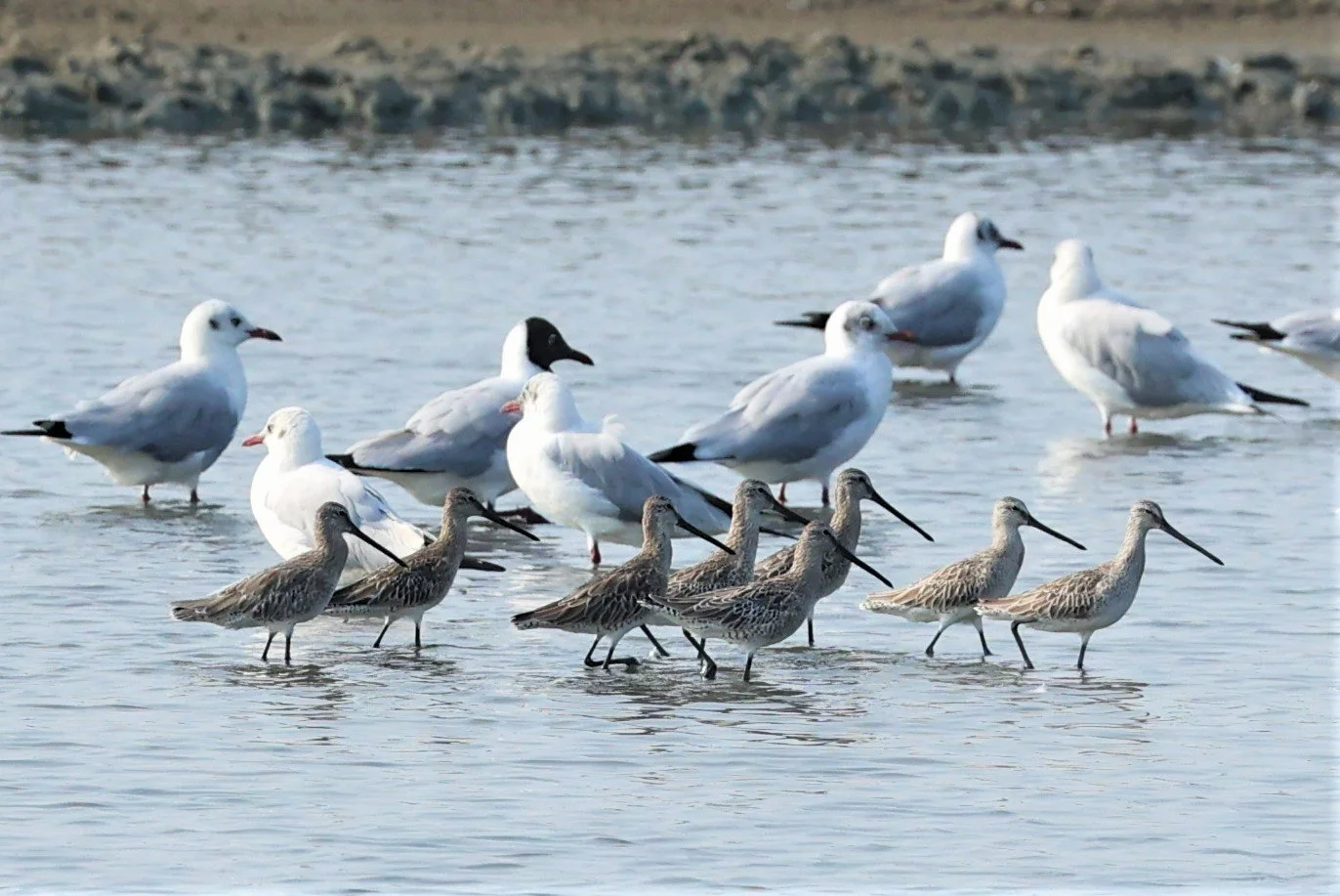 DOWITCHER - ASIAN DOWITCHER - Limnodromus semipalmatus - PAK THALE SALT PONDS MARCH 2022 (42).jpg